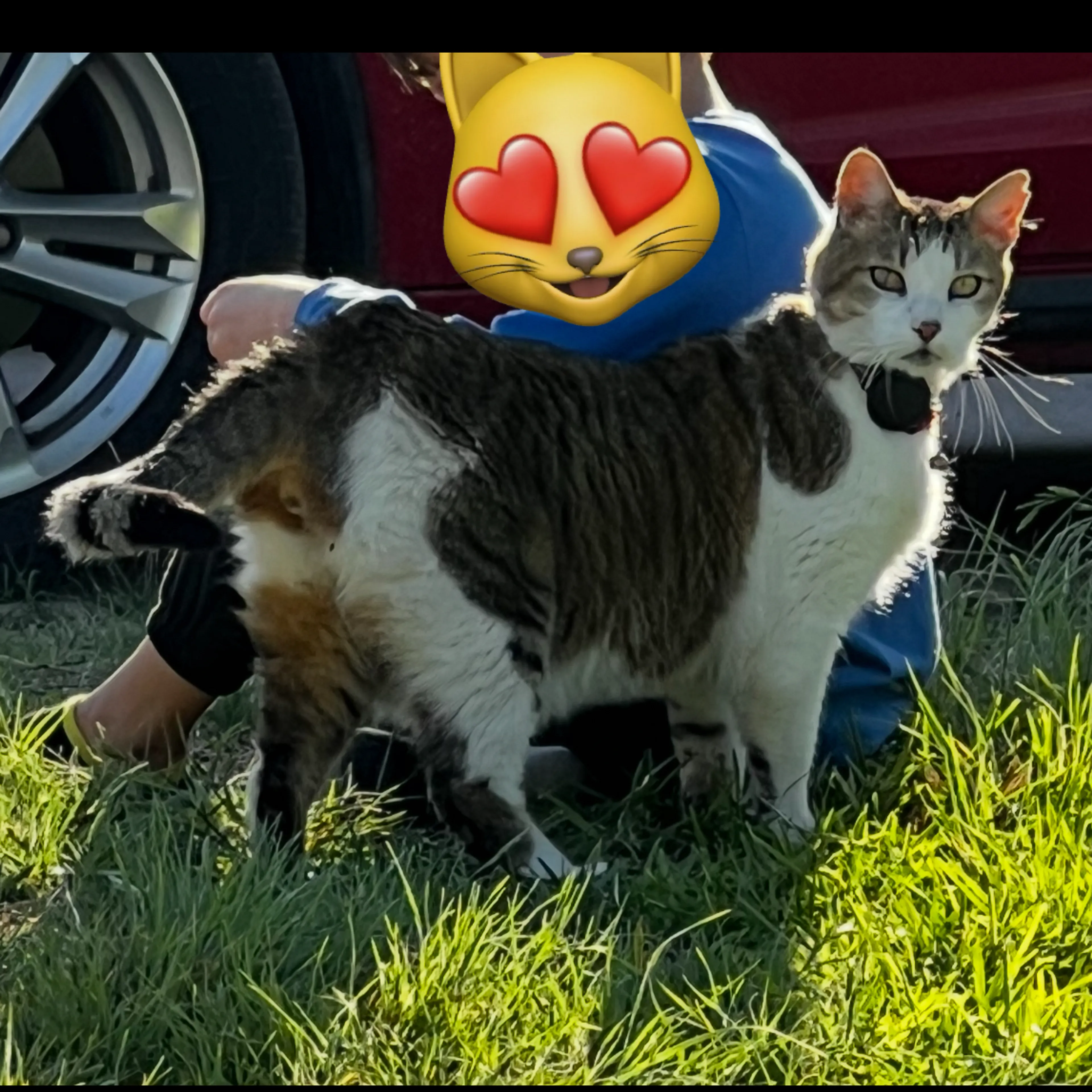 Lost pet-3