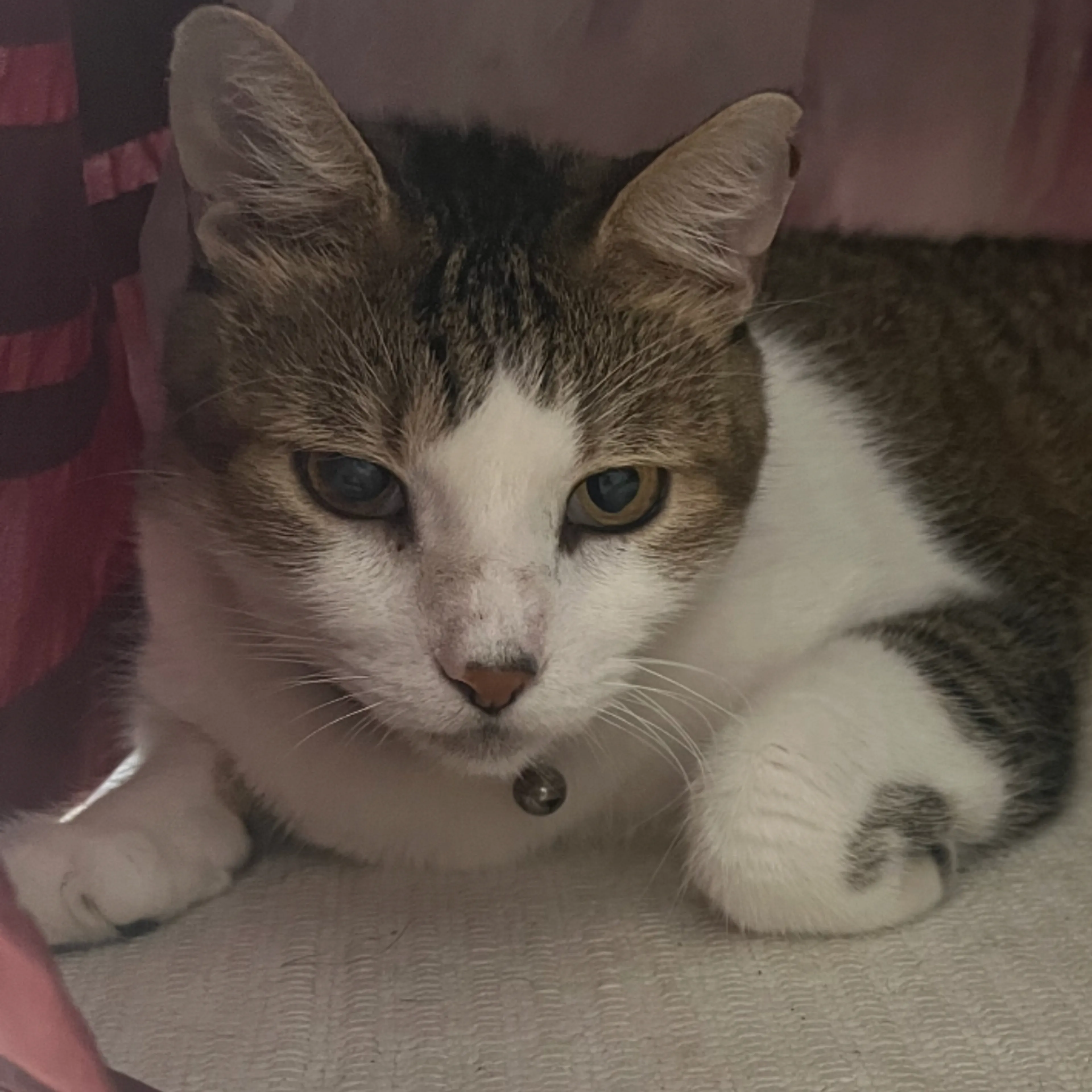 Lost pet-2