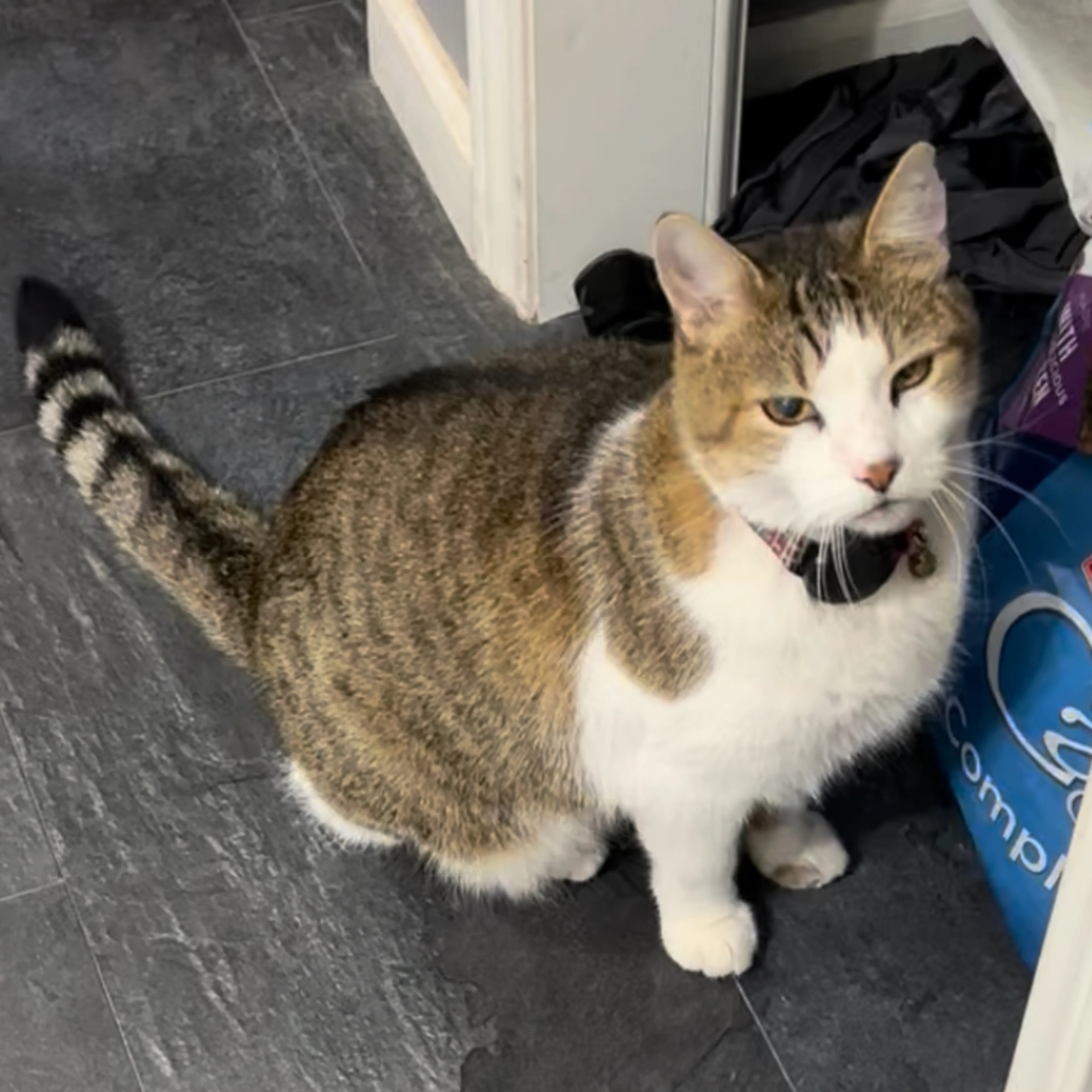 Lost pet-1