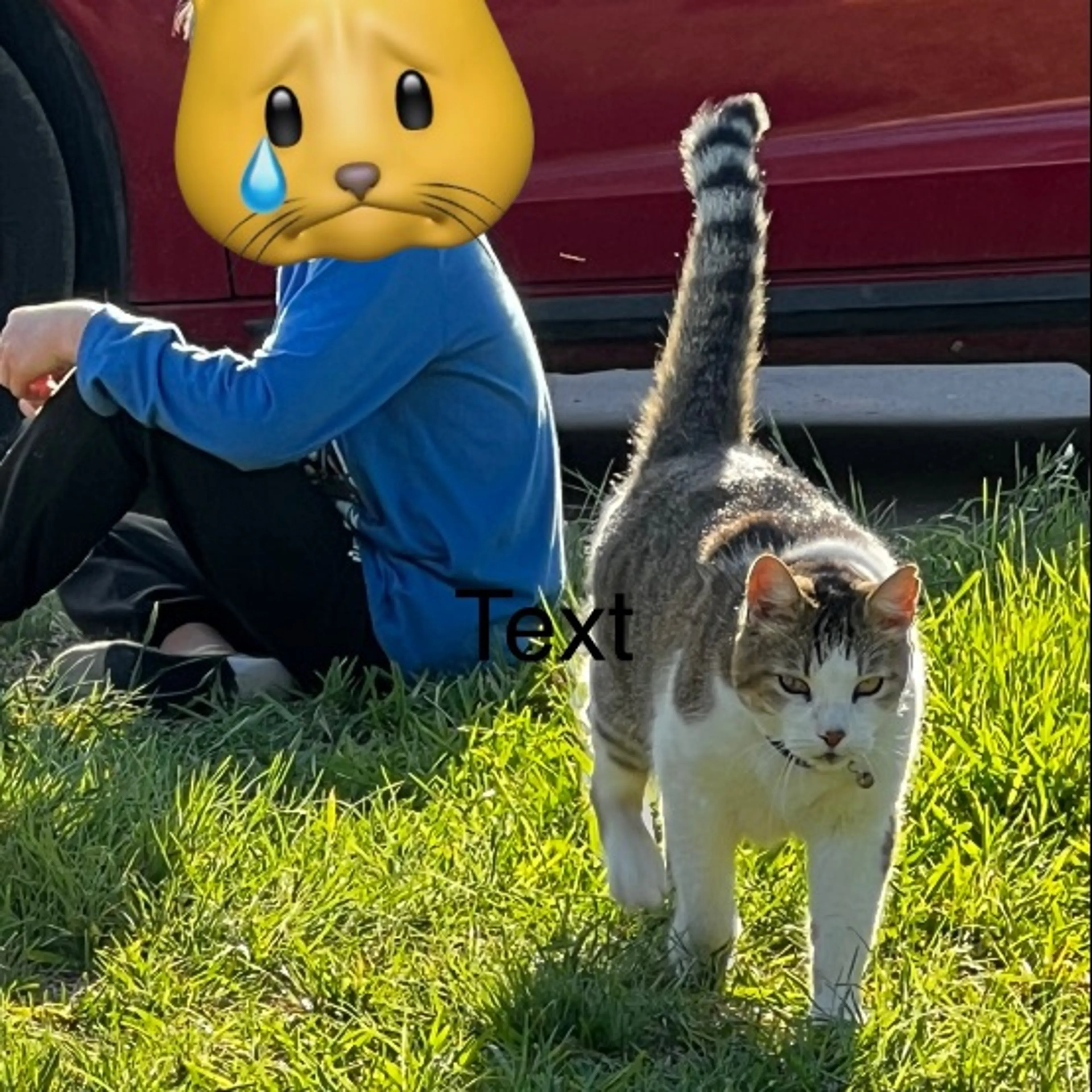 Lost pet-0