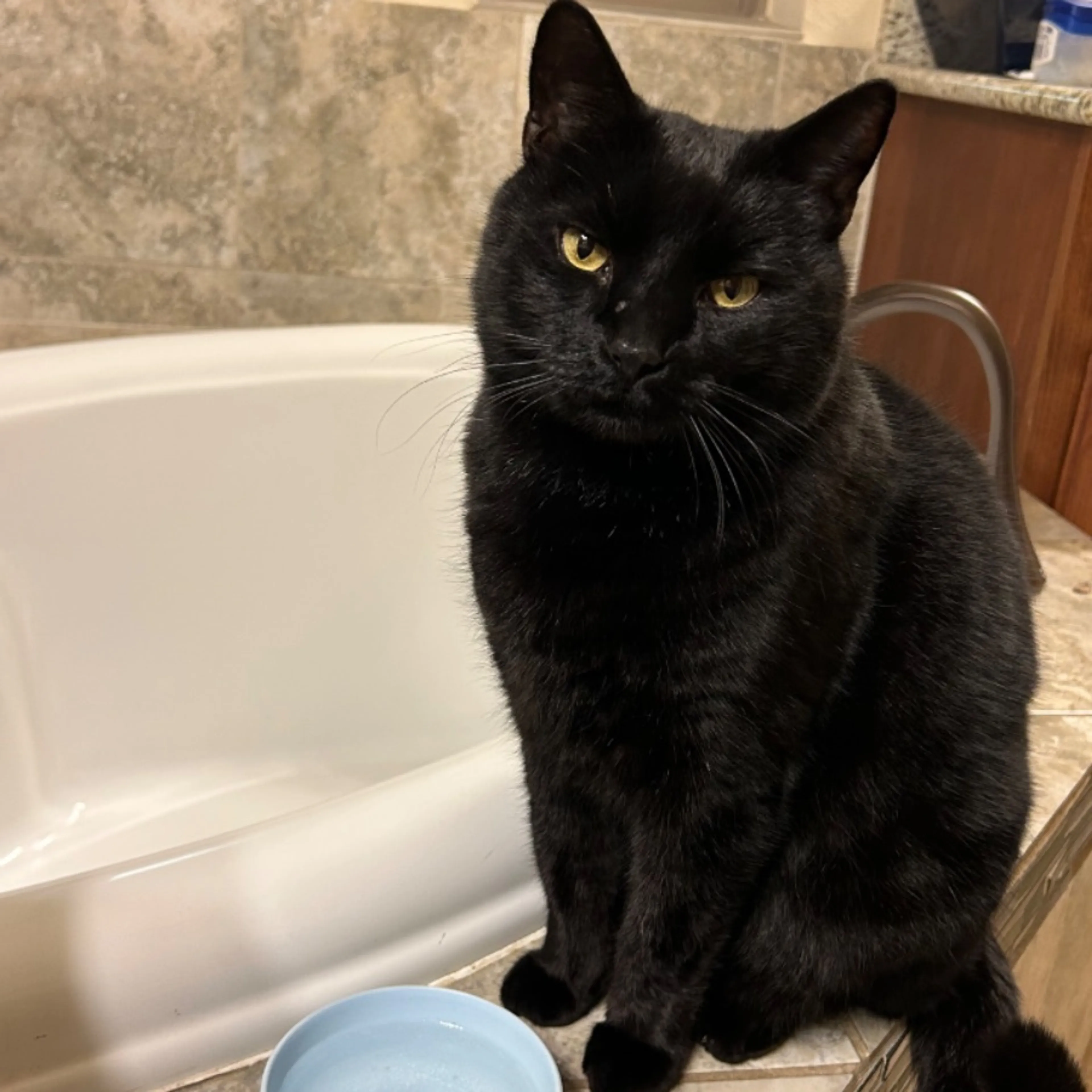 Lost pet