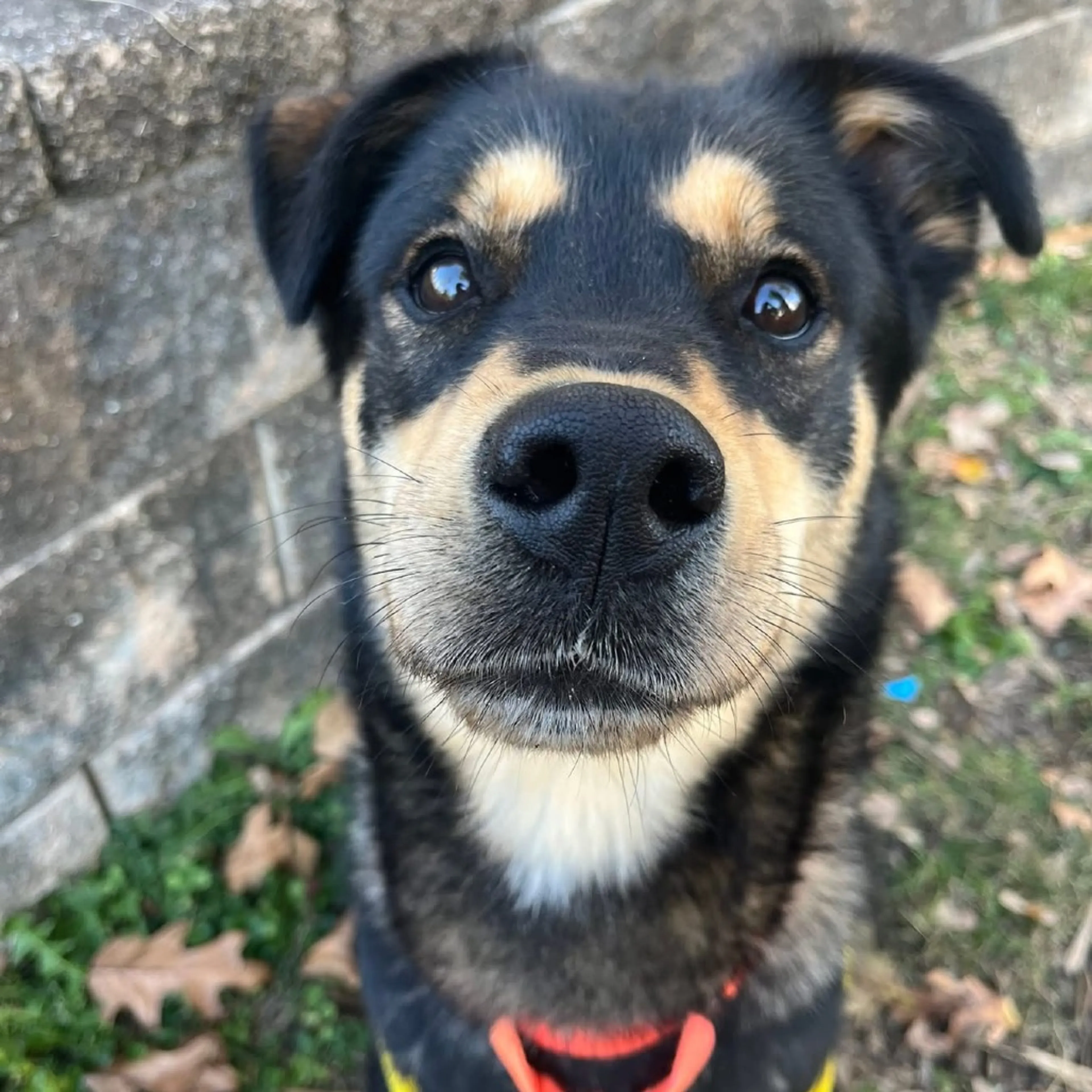 Found pet