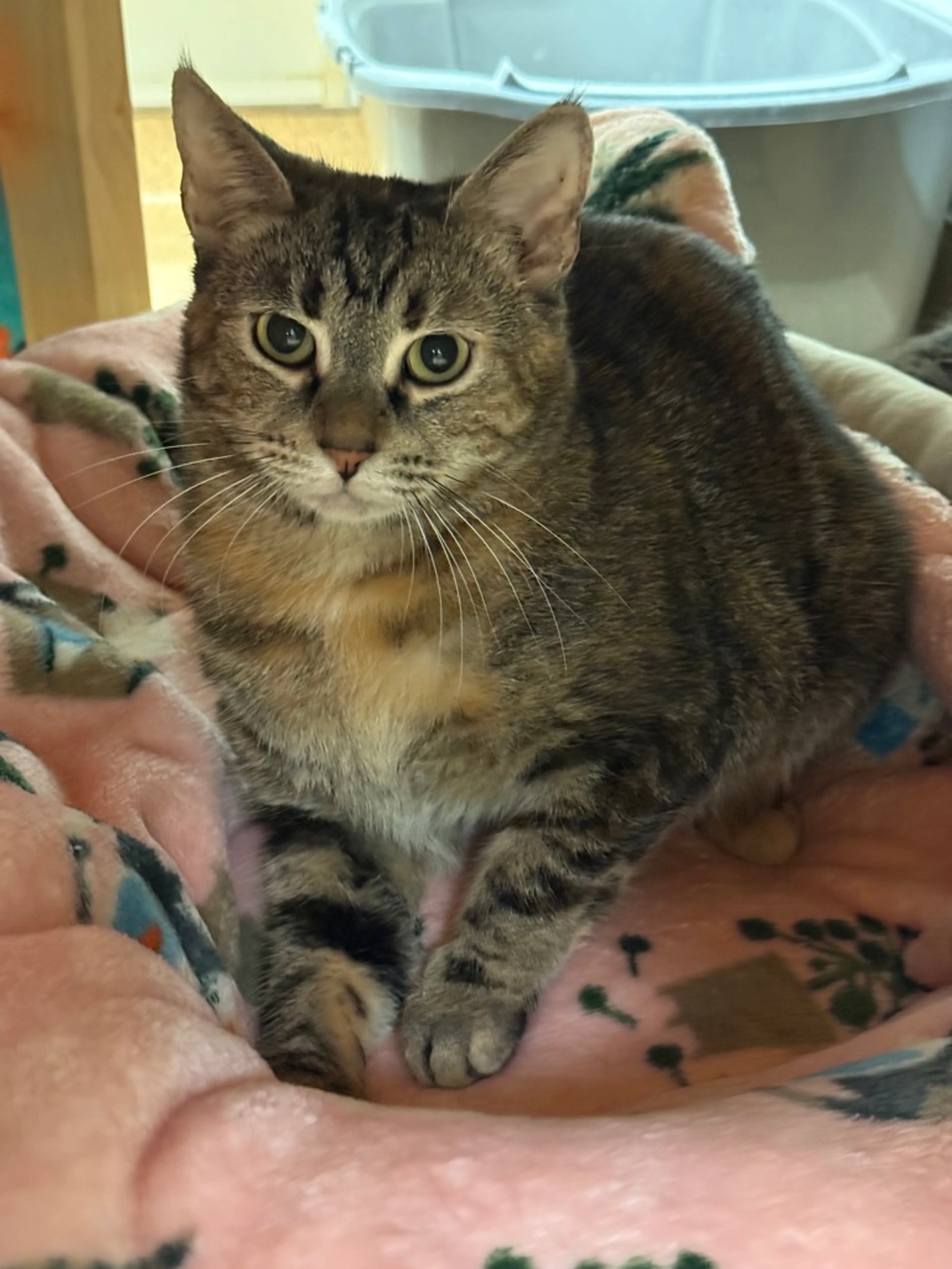 Found pet