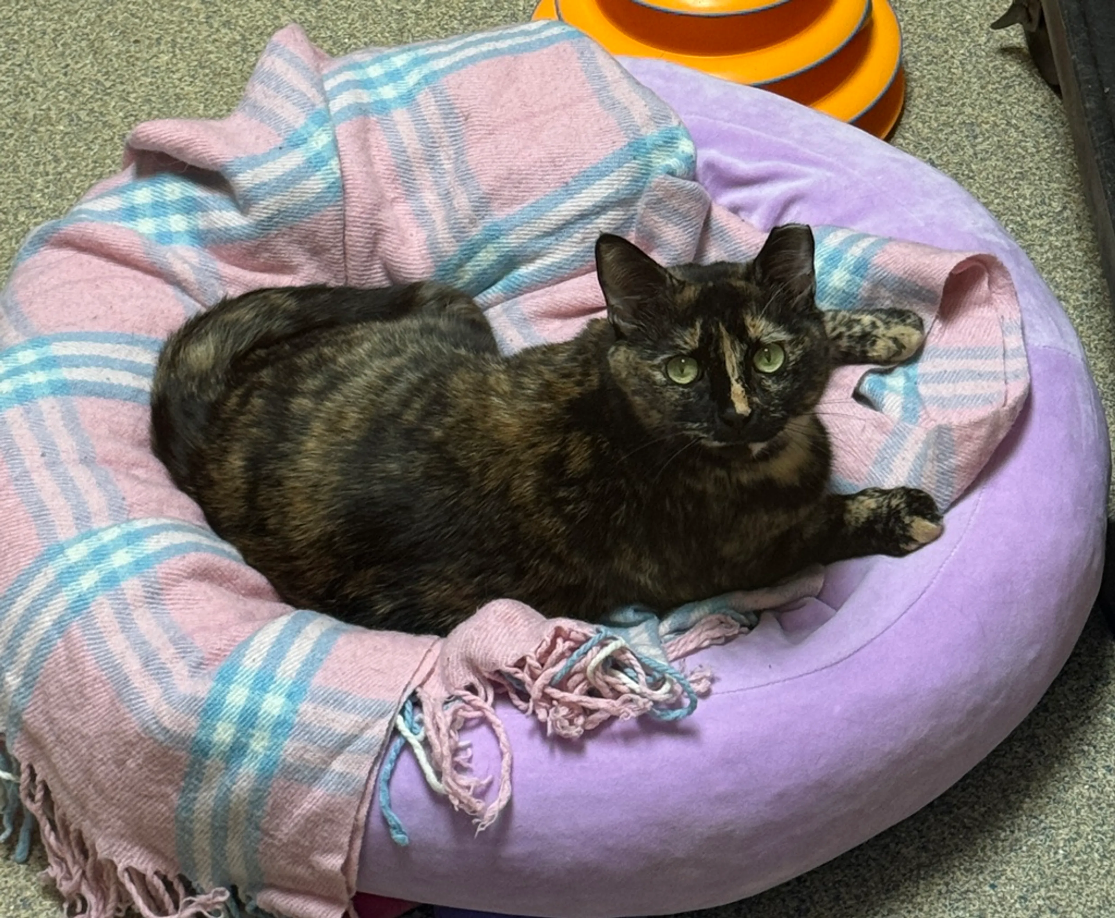 Found pet