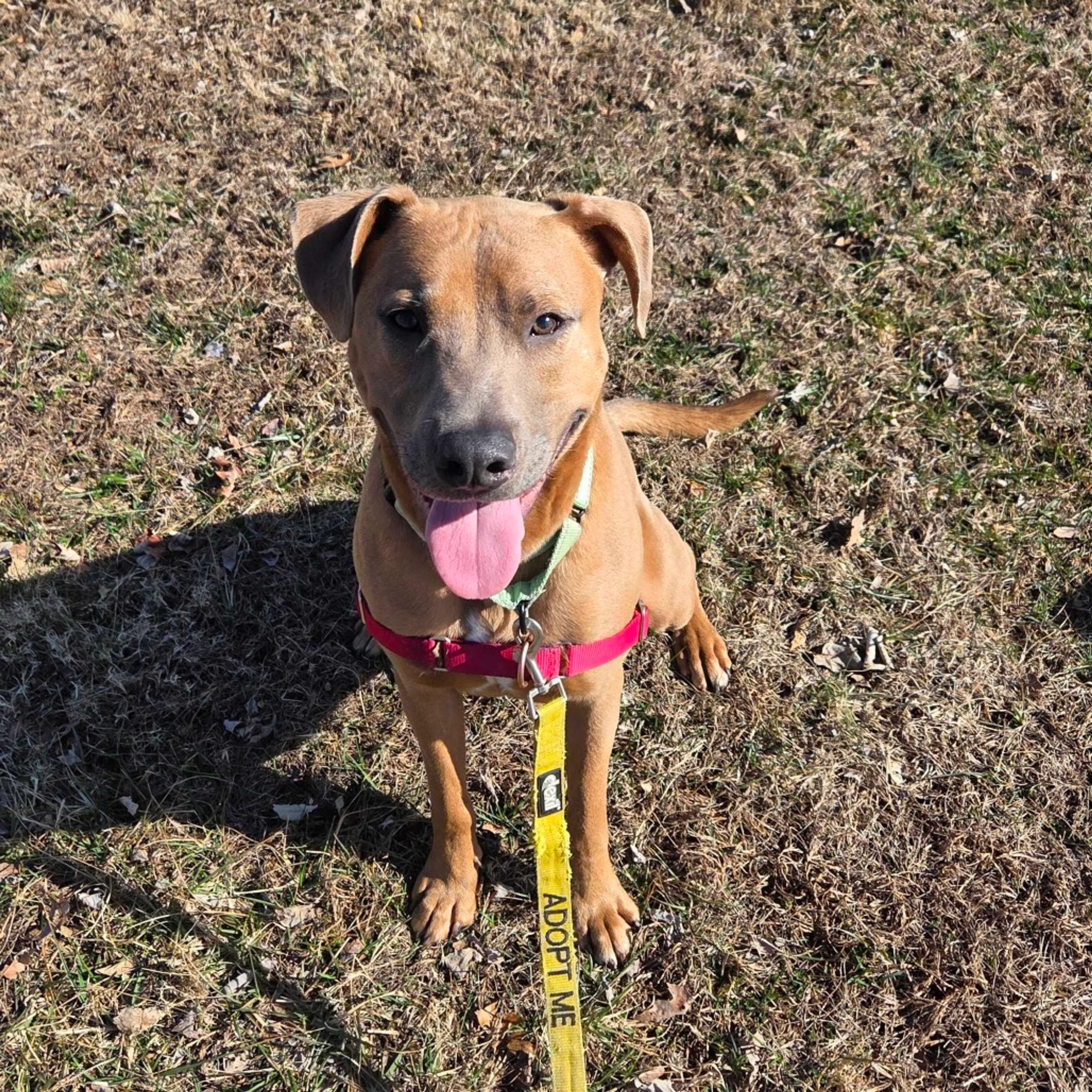 Found pet-25