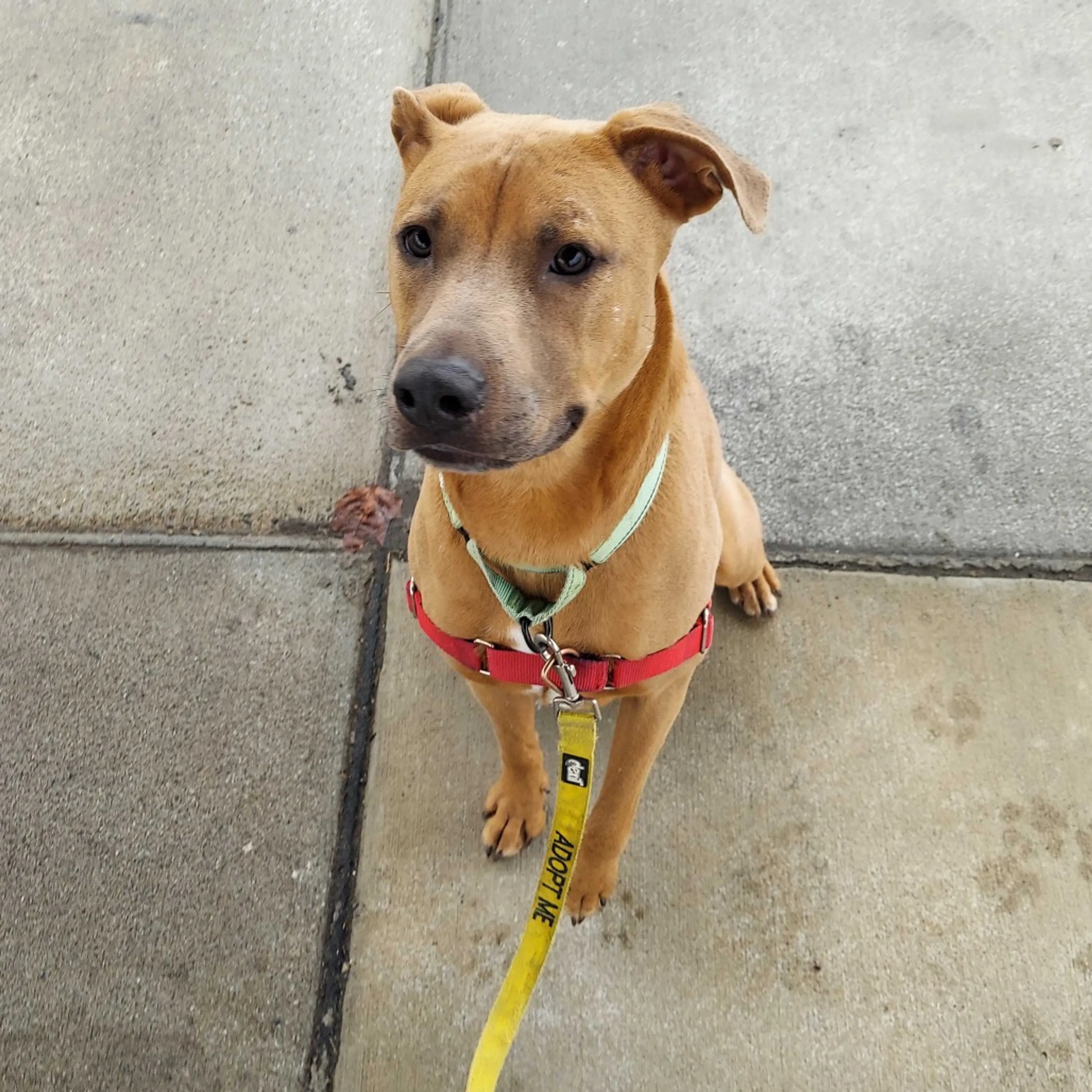 Found pet-26