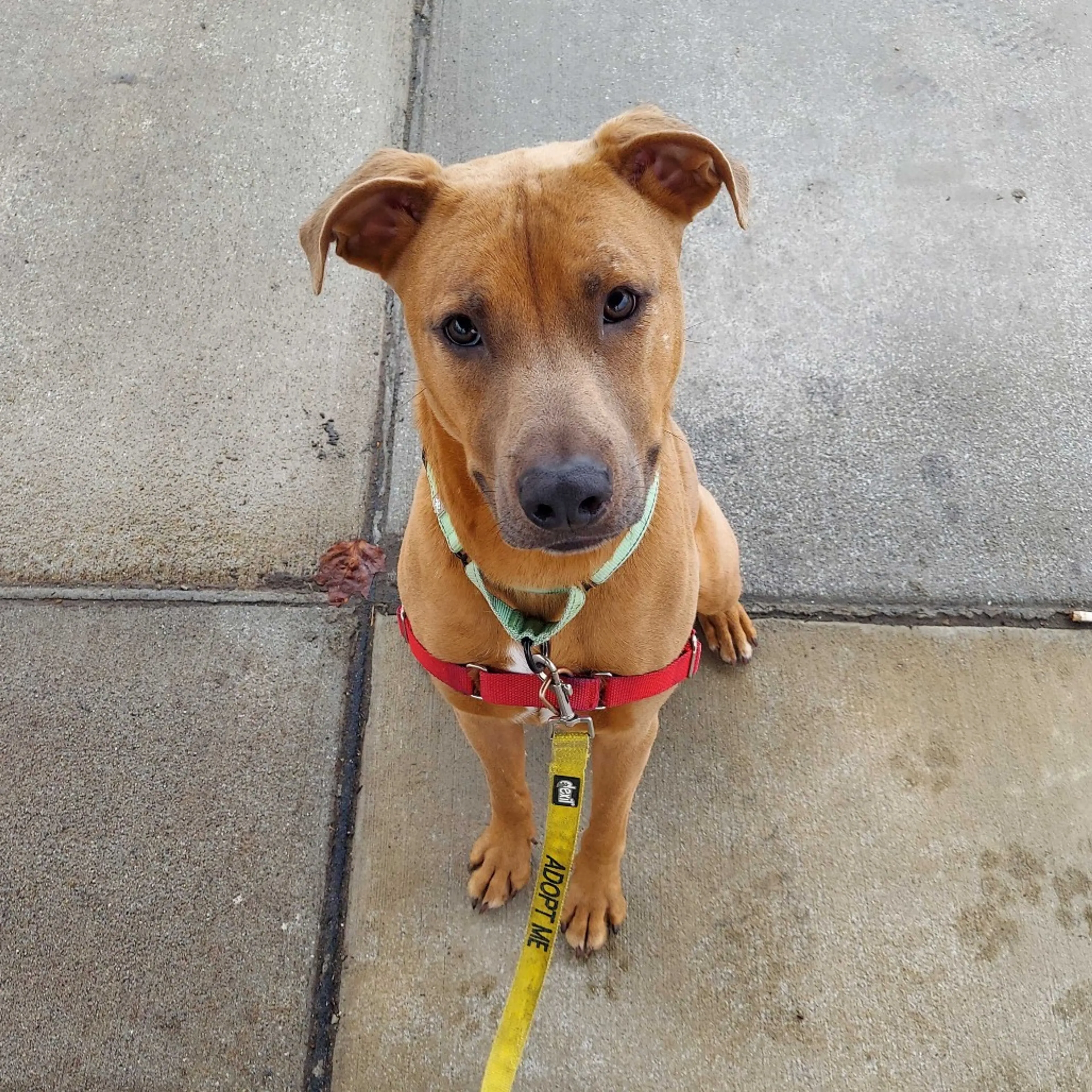 Found pet-27