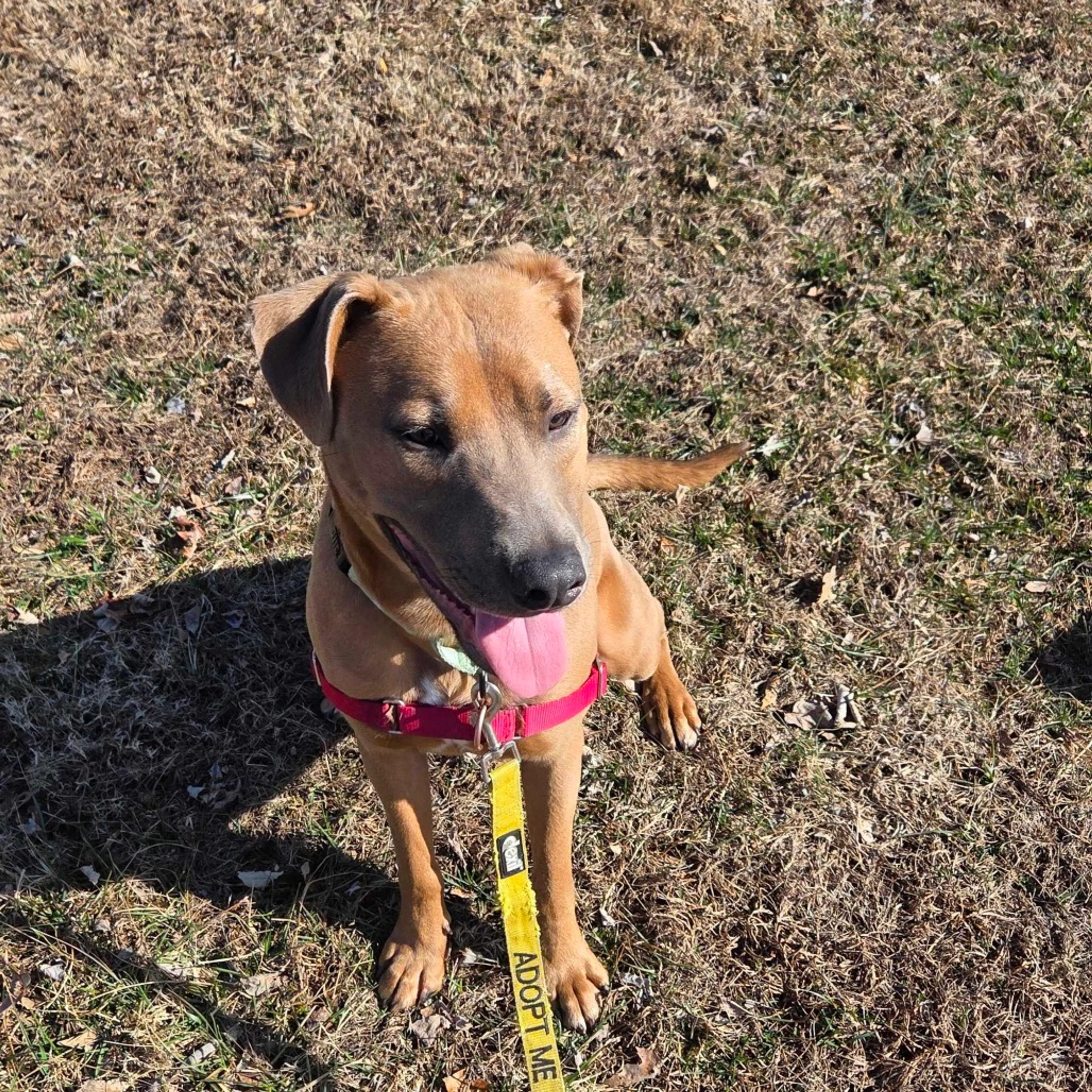 Found pet-24