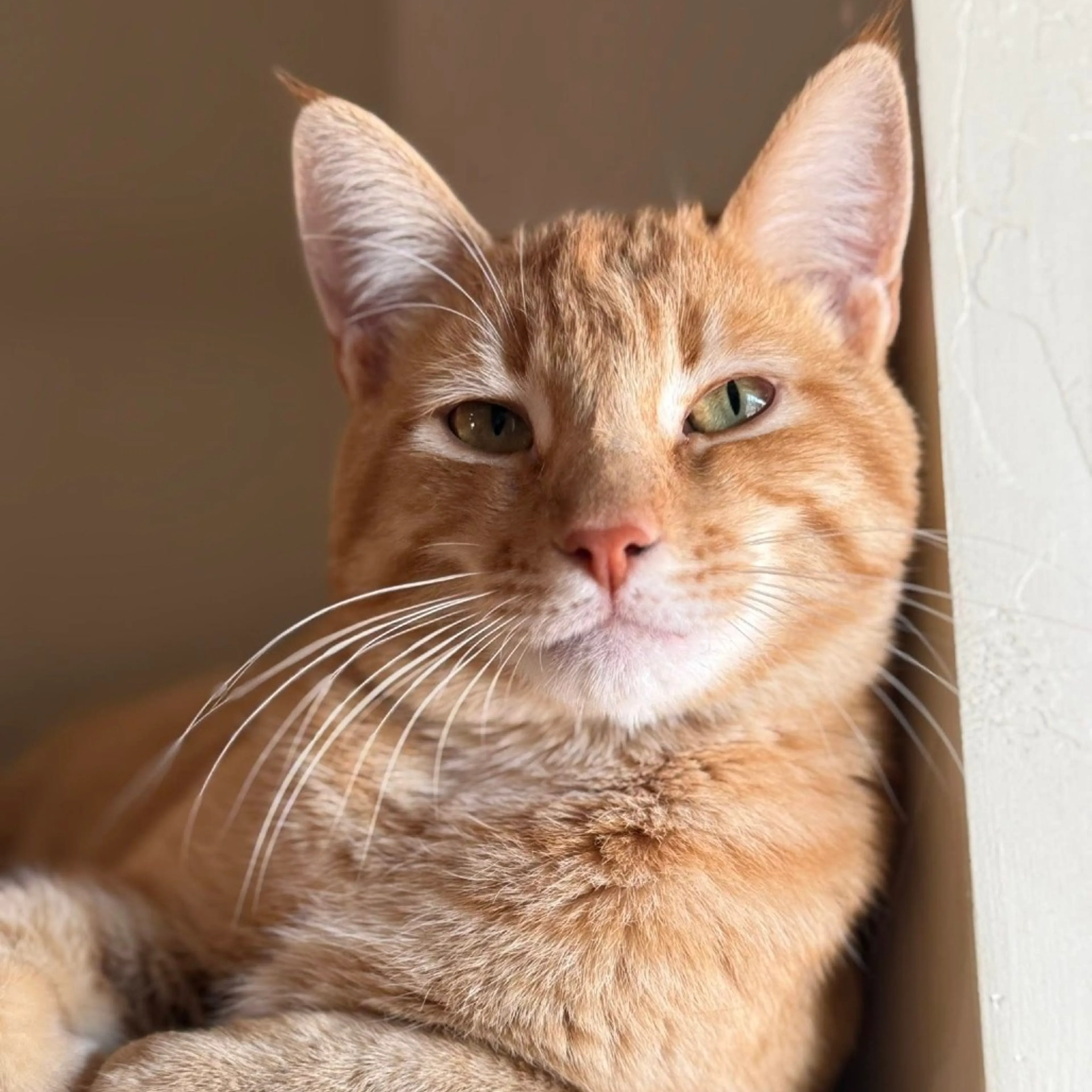 Found pet-2