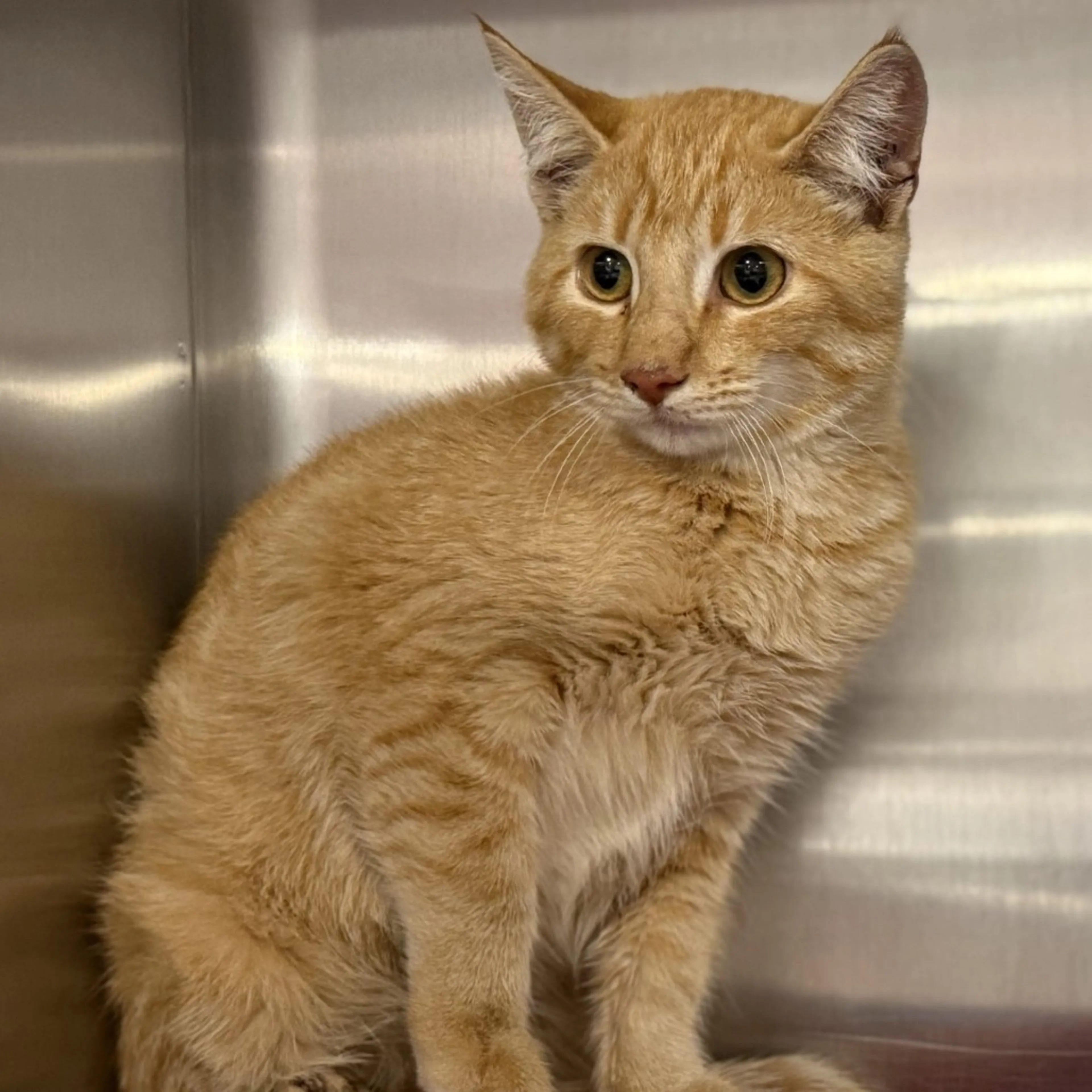 Found pet-1