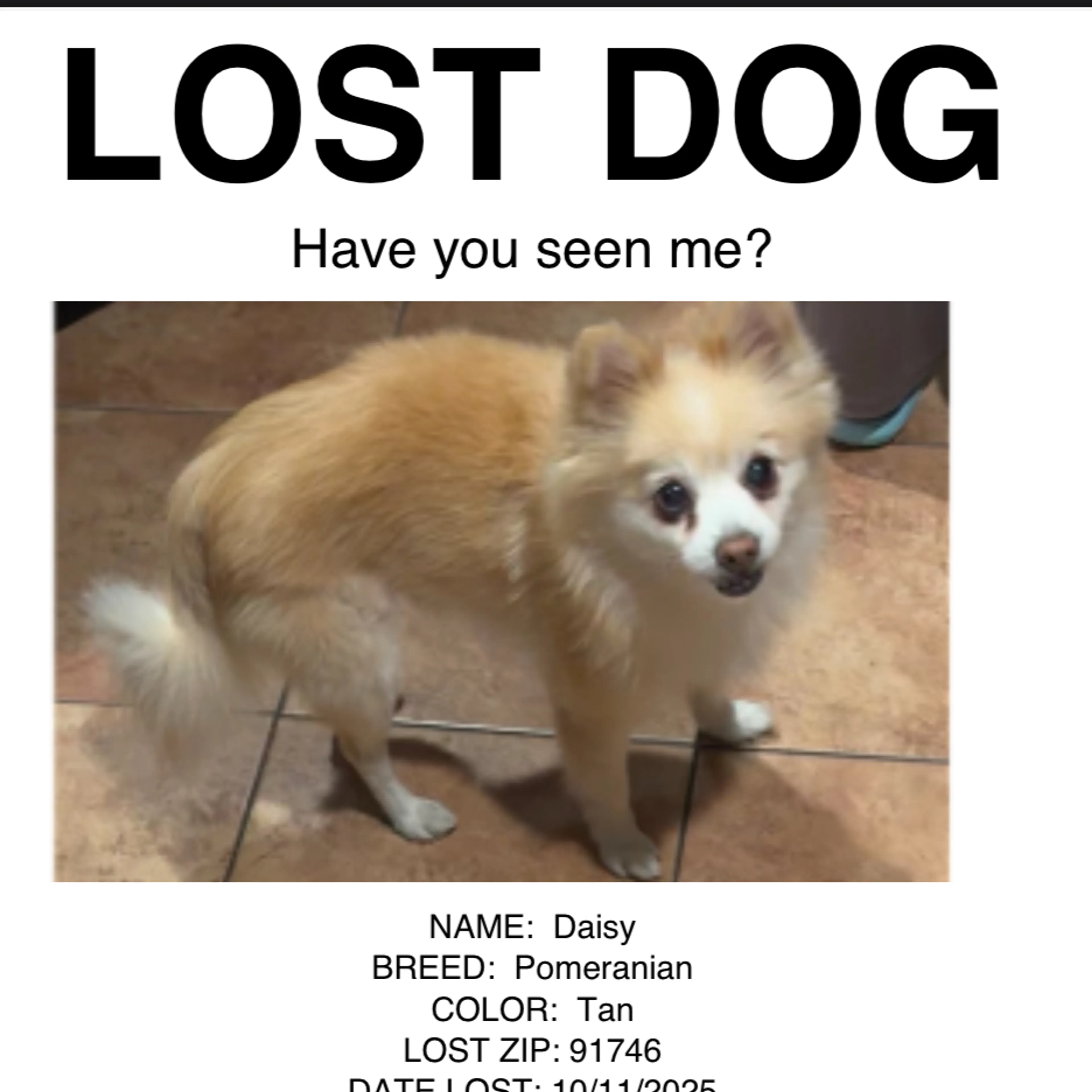 Lost pet