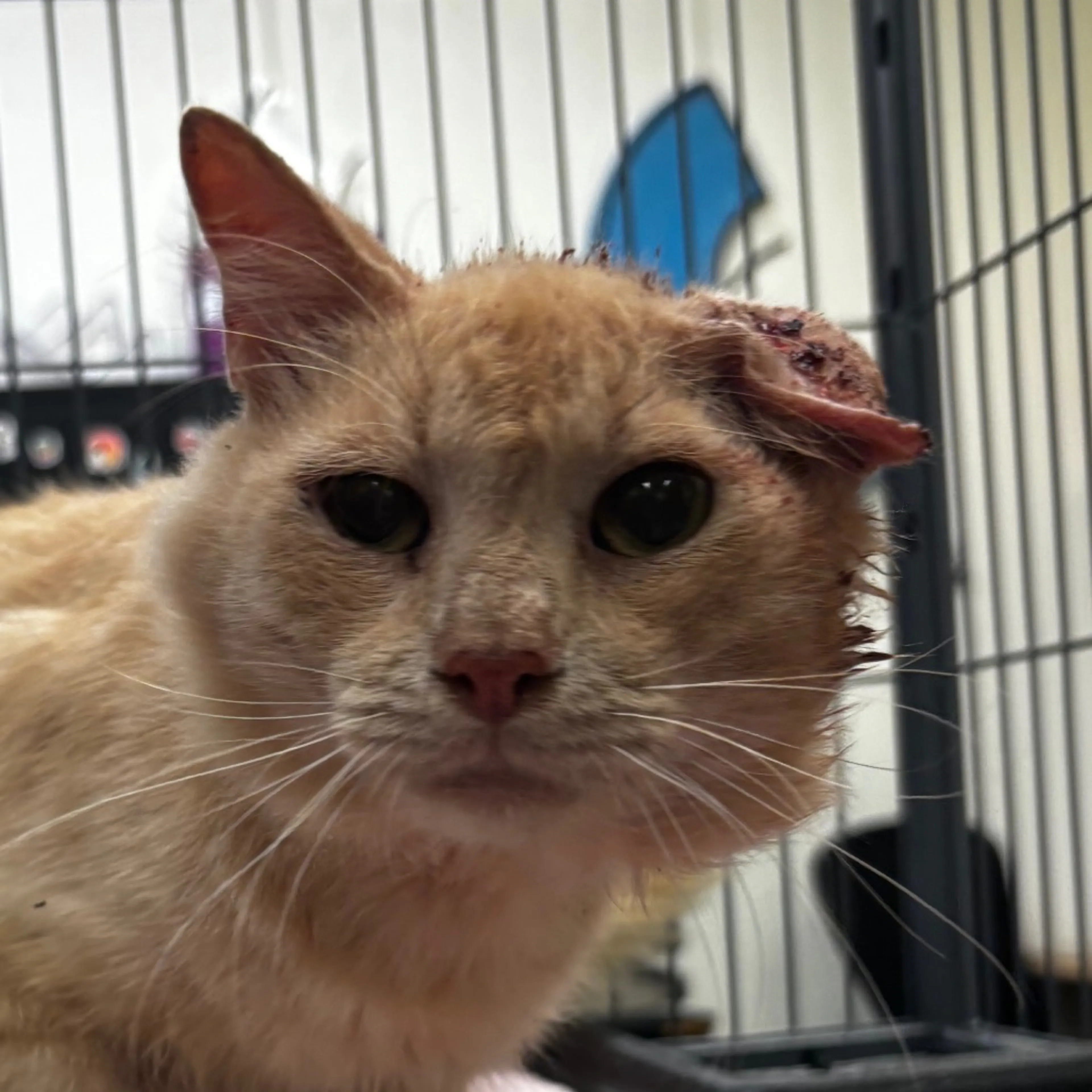 Found pet-1