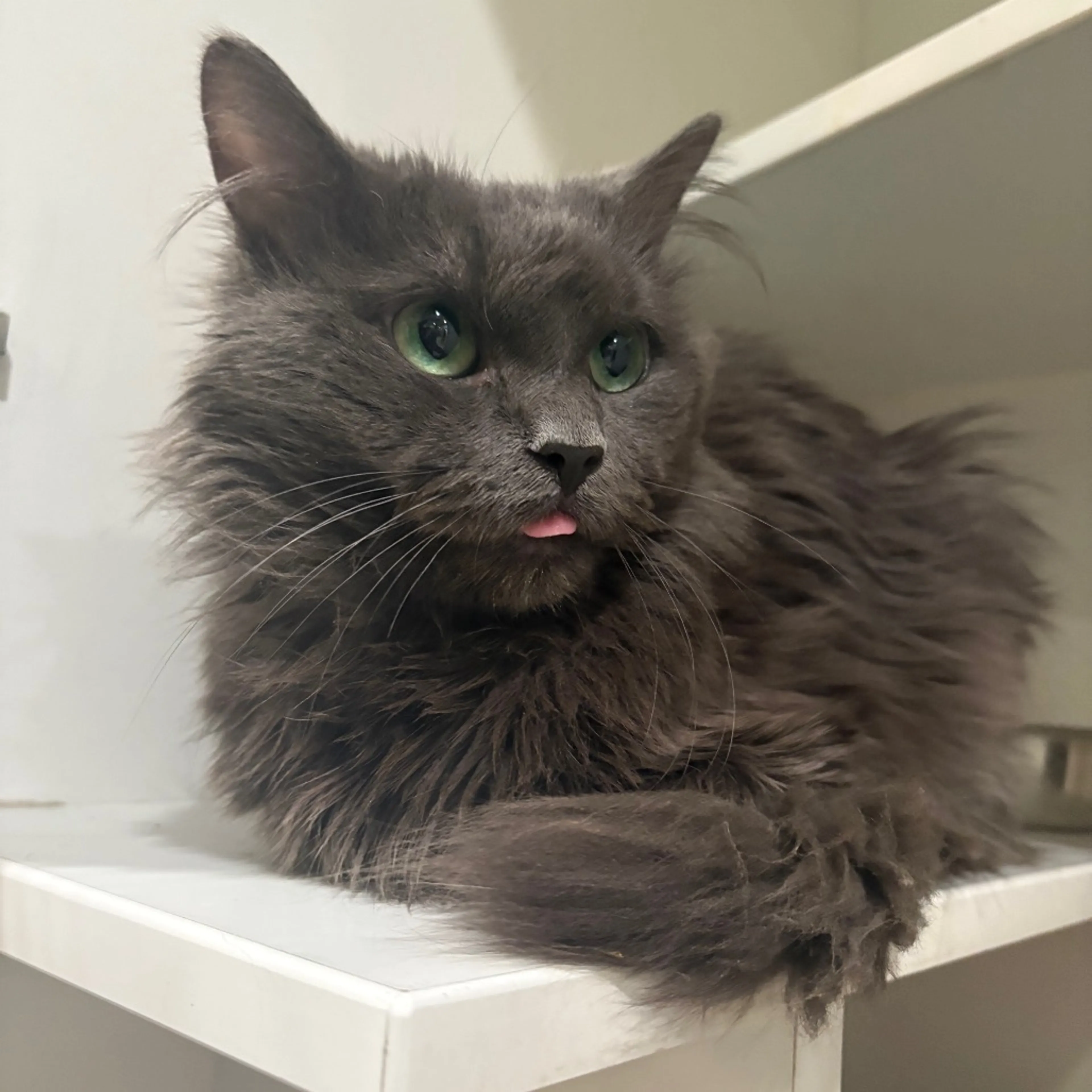 Found pet-8