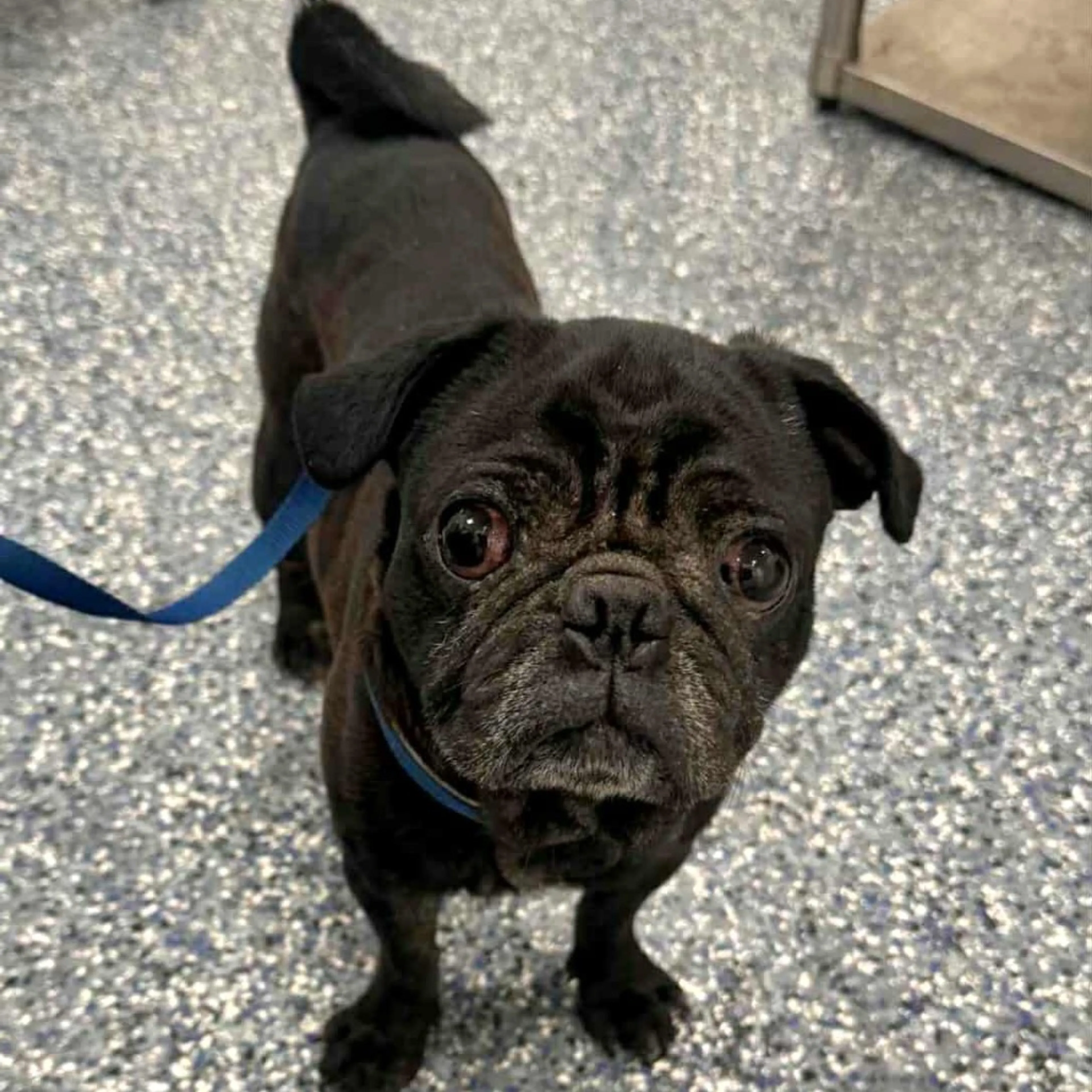 Found pet-1