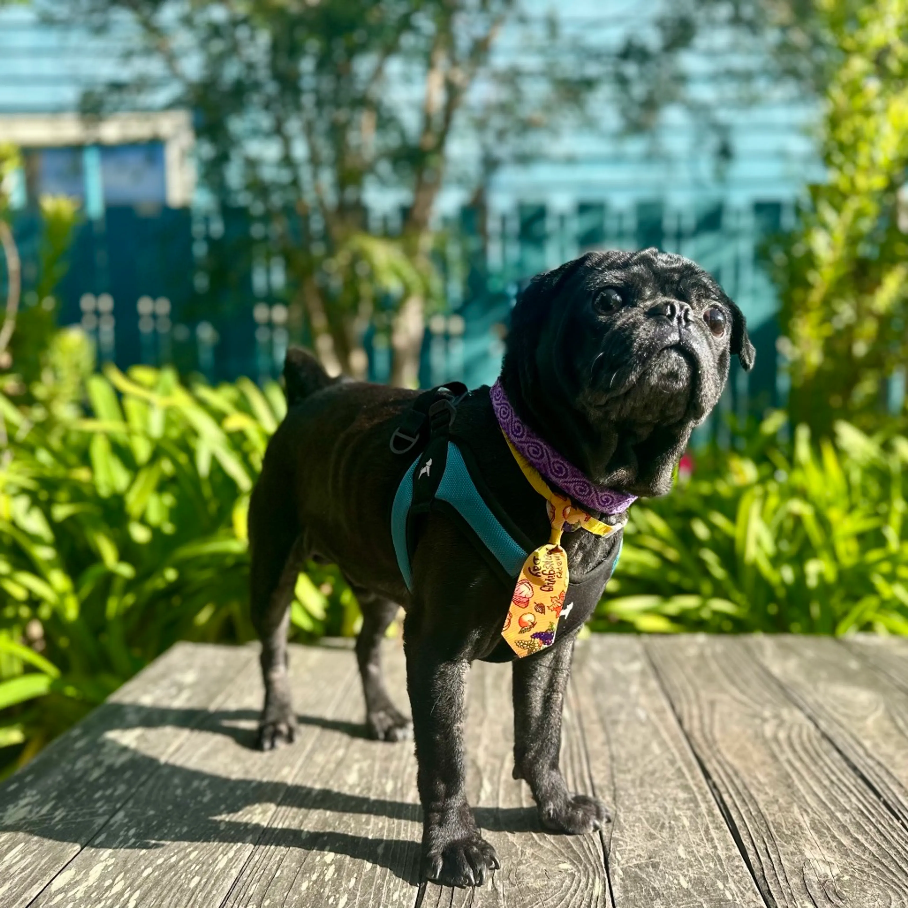 Found pet-2