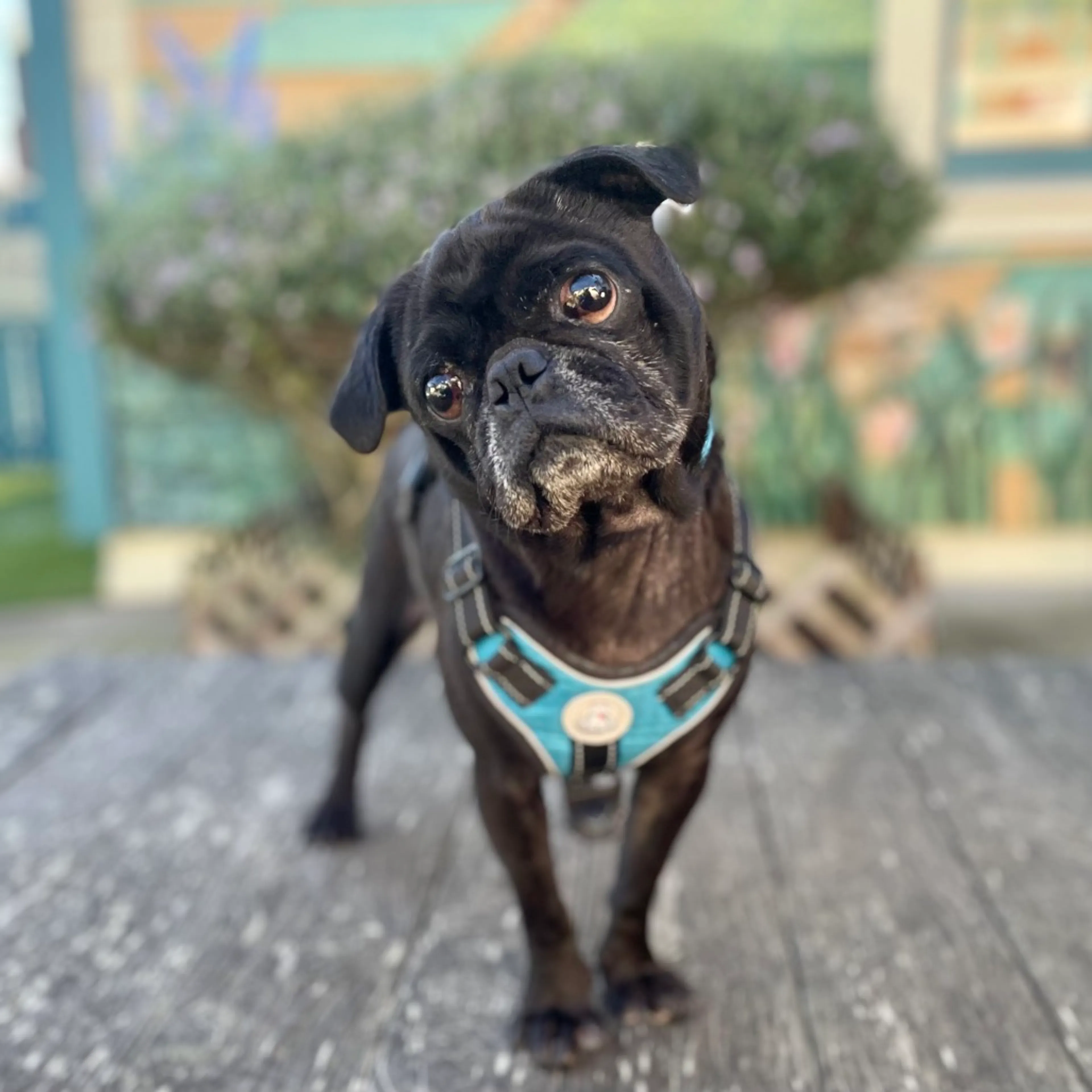 Found pet-6