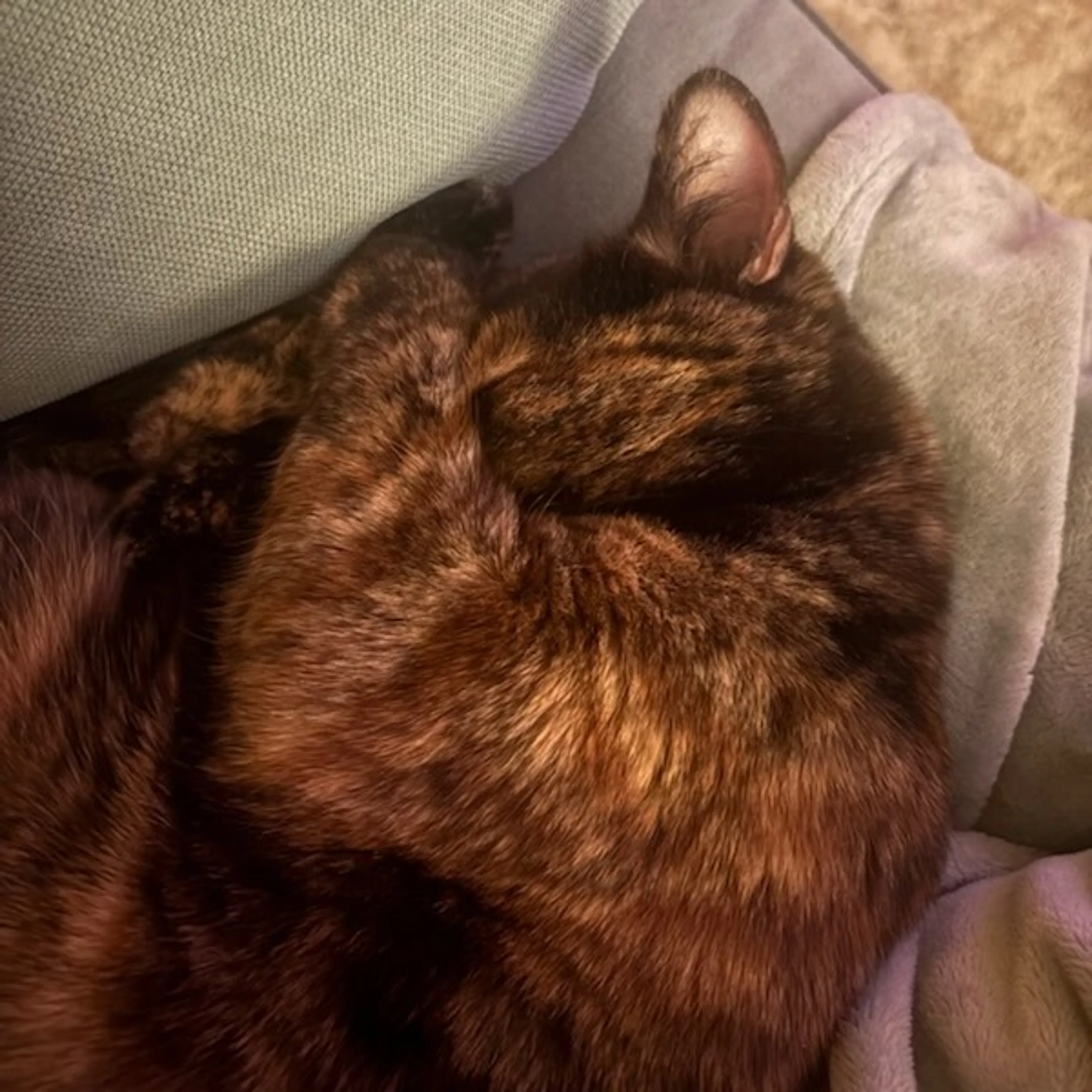 Found pet-5