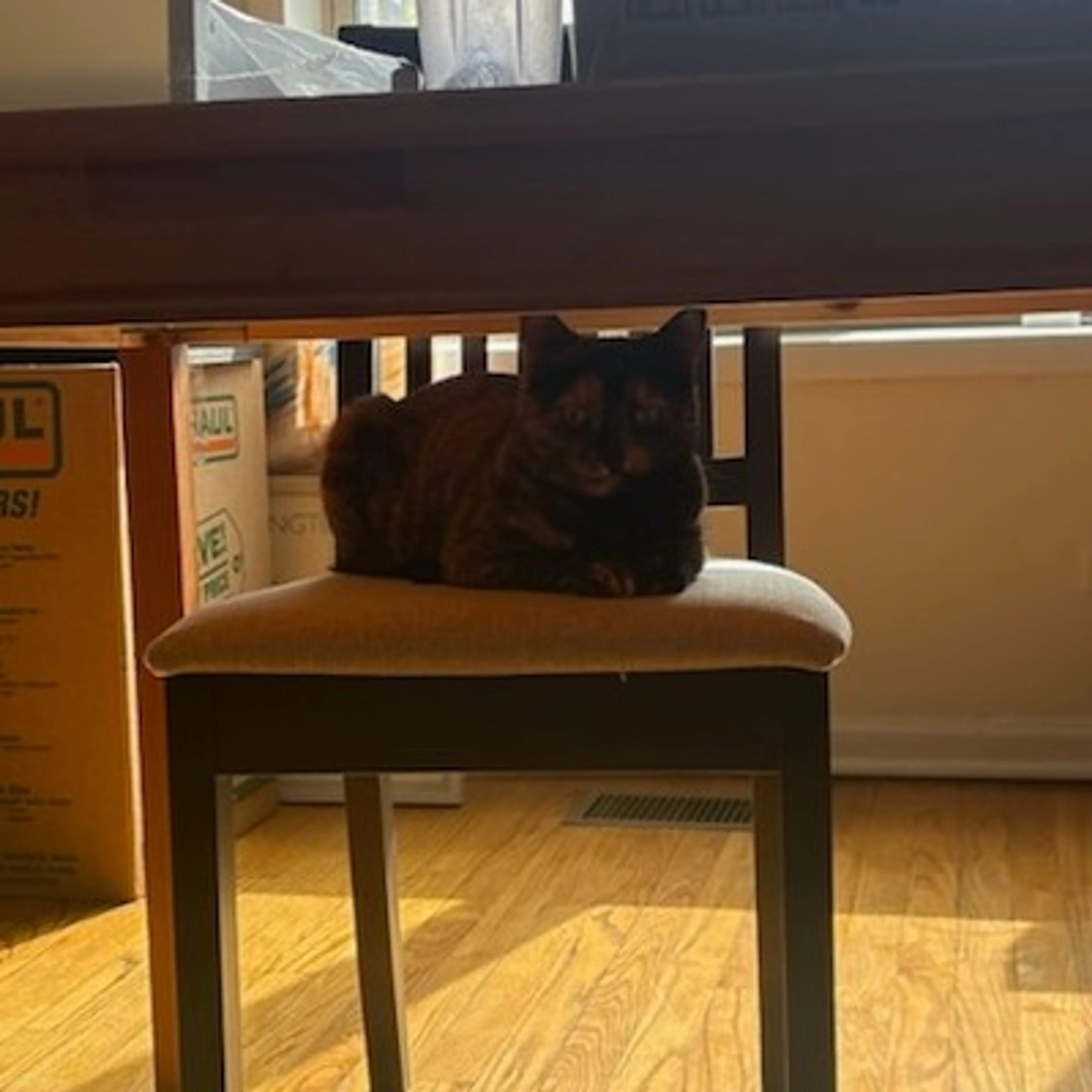 Found pet-6