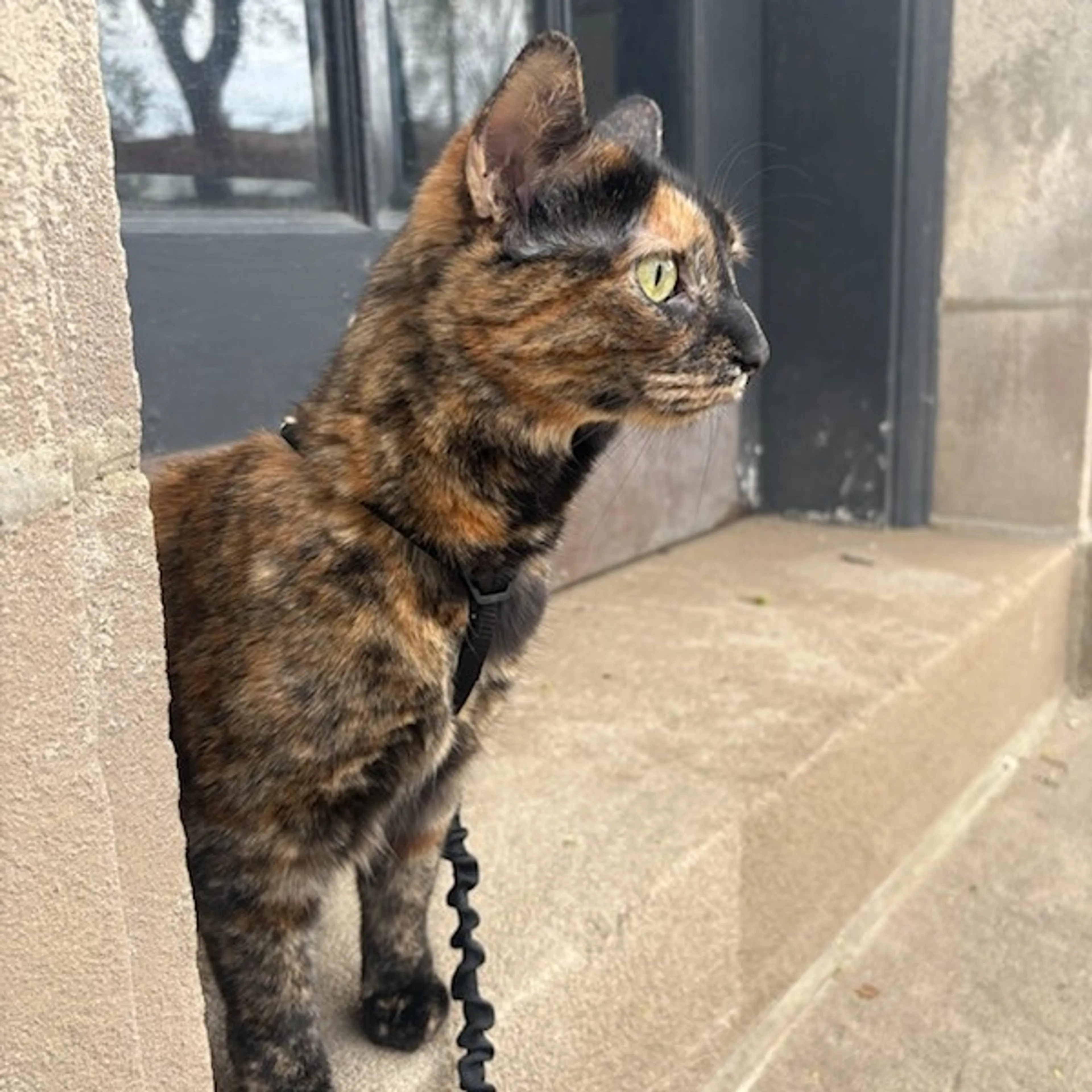 Found pet-0