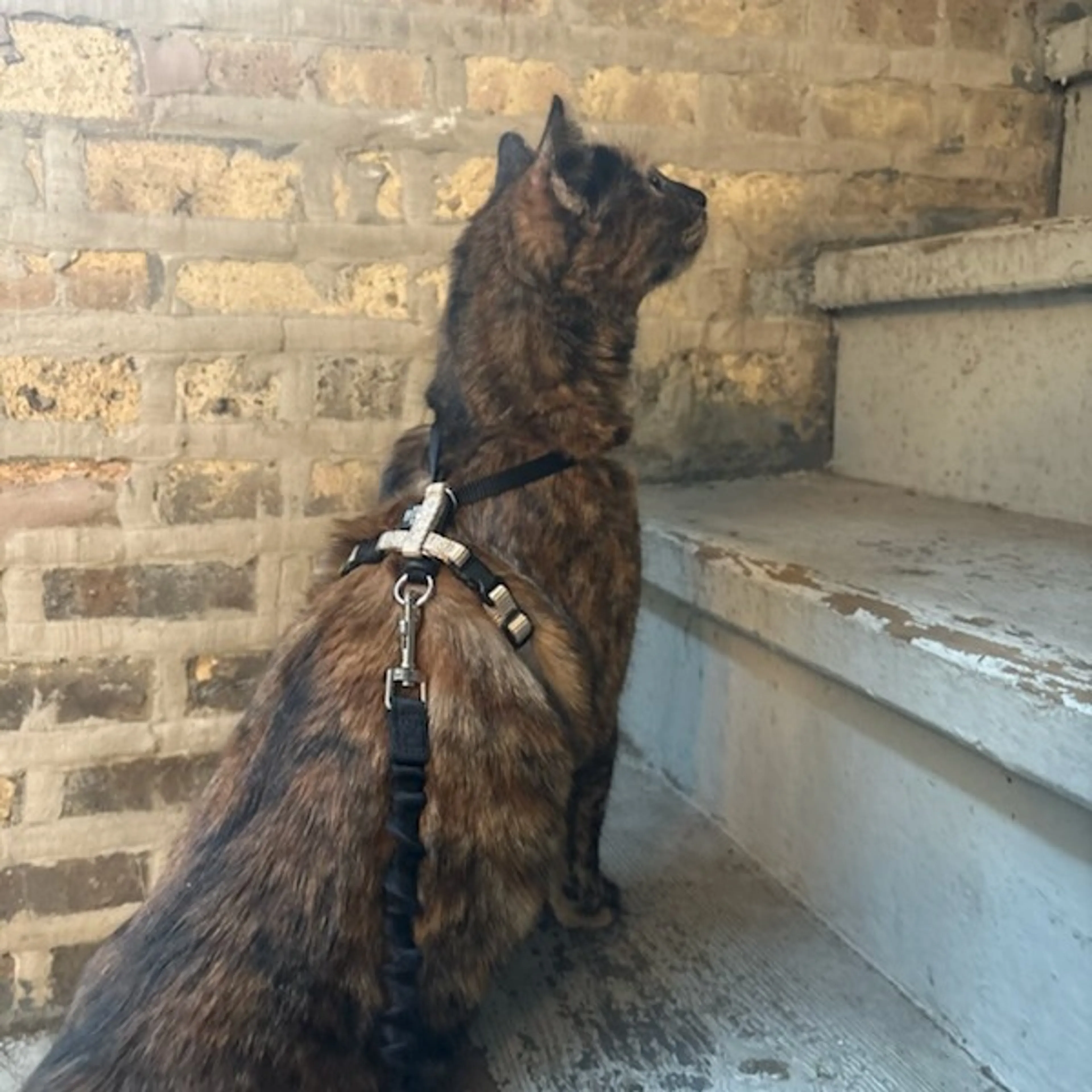 Found pet-7