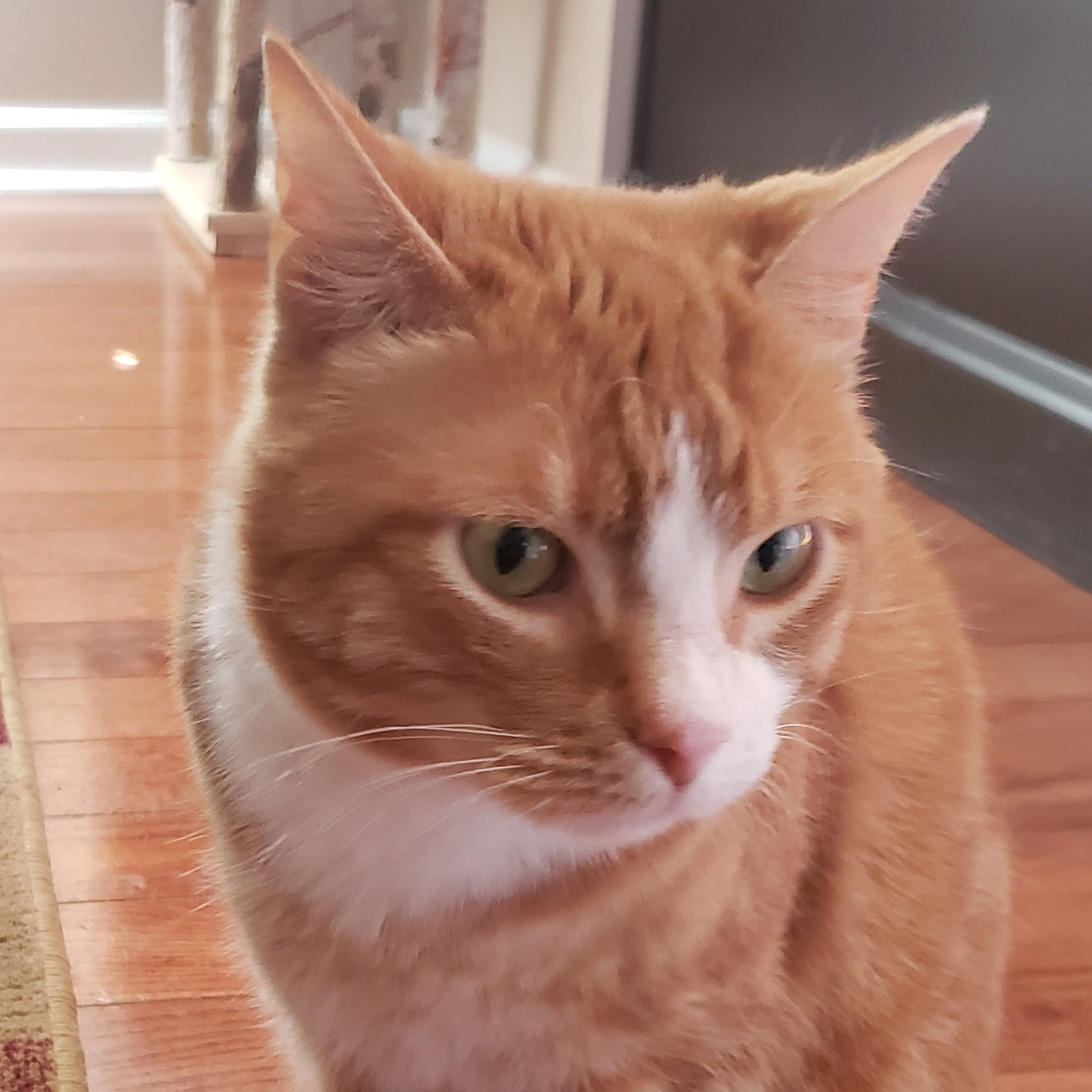 Lost pet-2