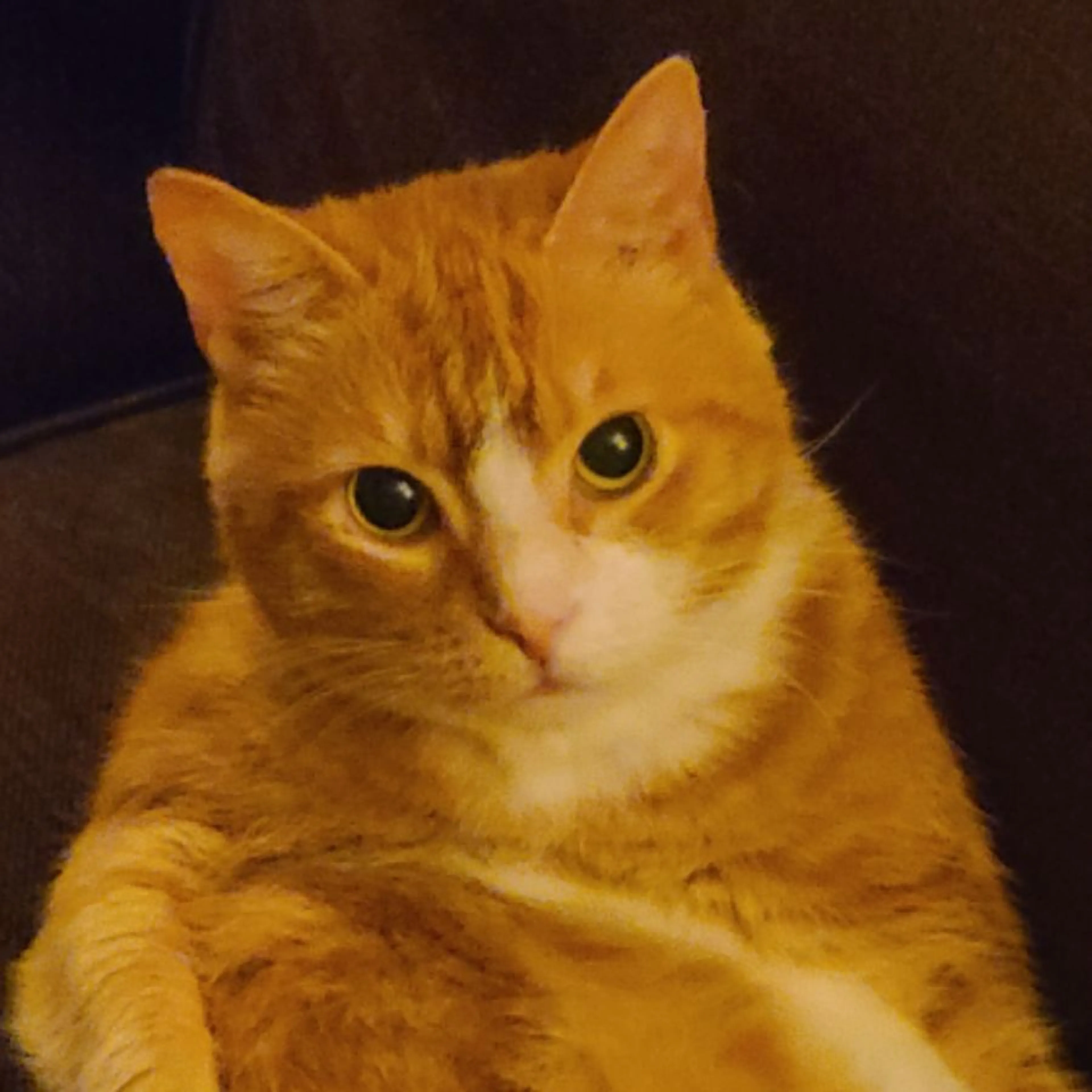 Lost pet-0