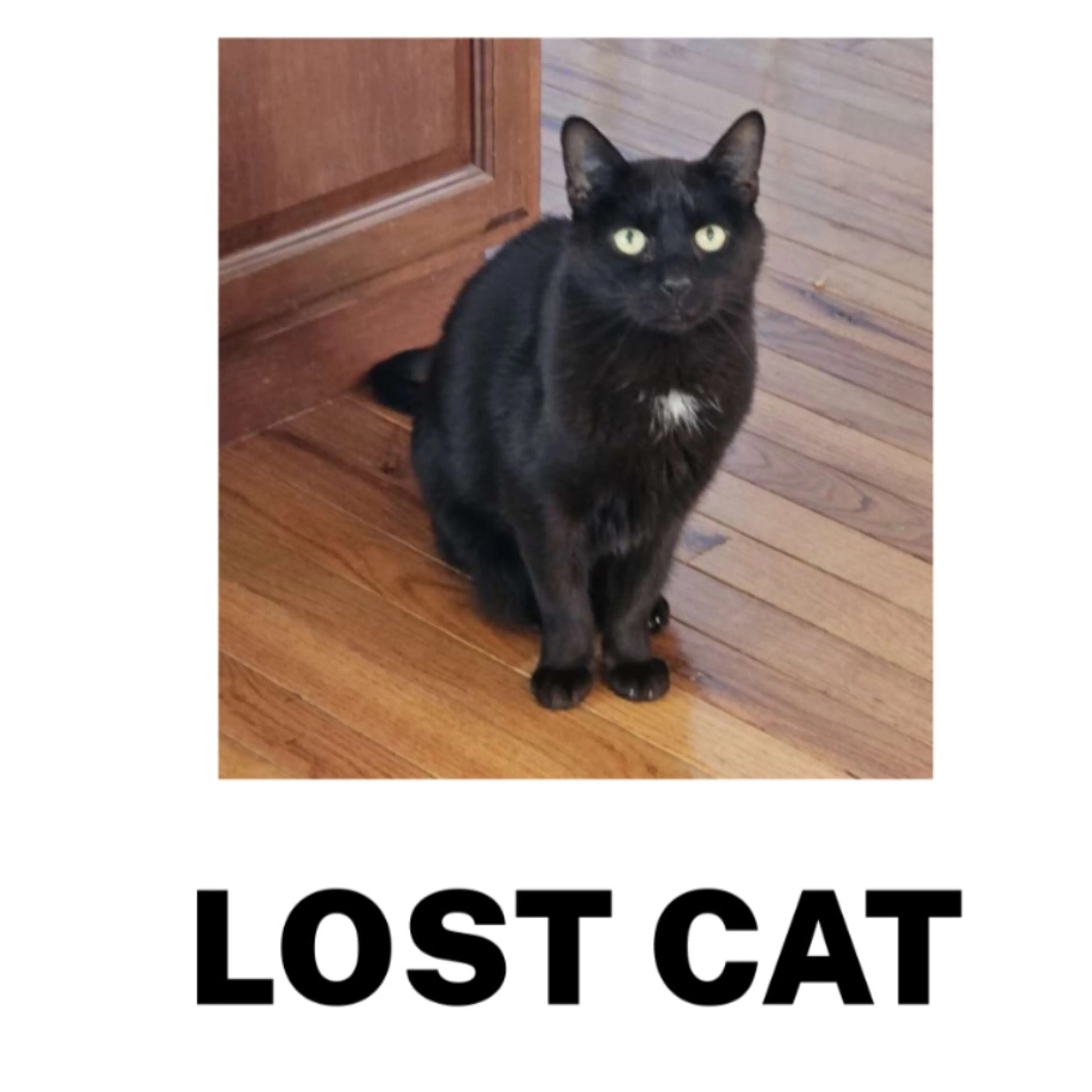 Lost pet