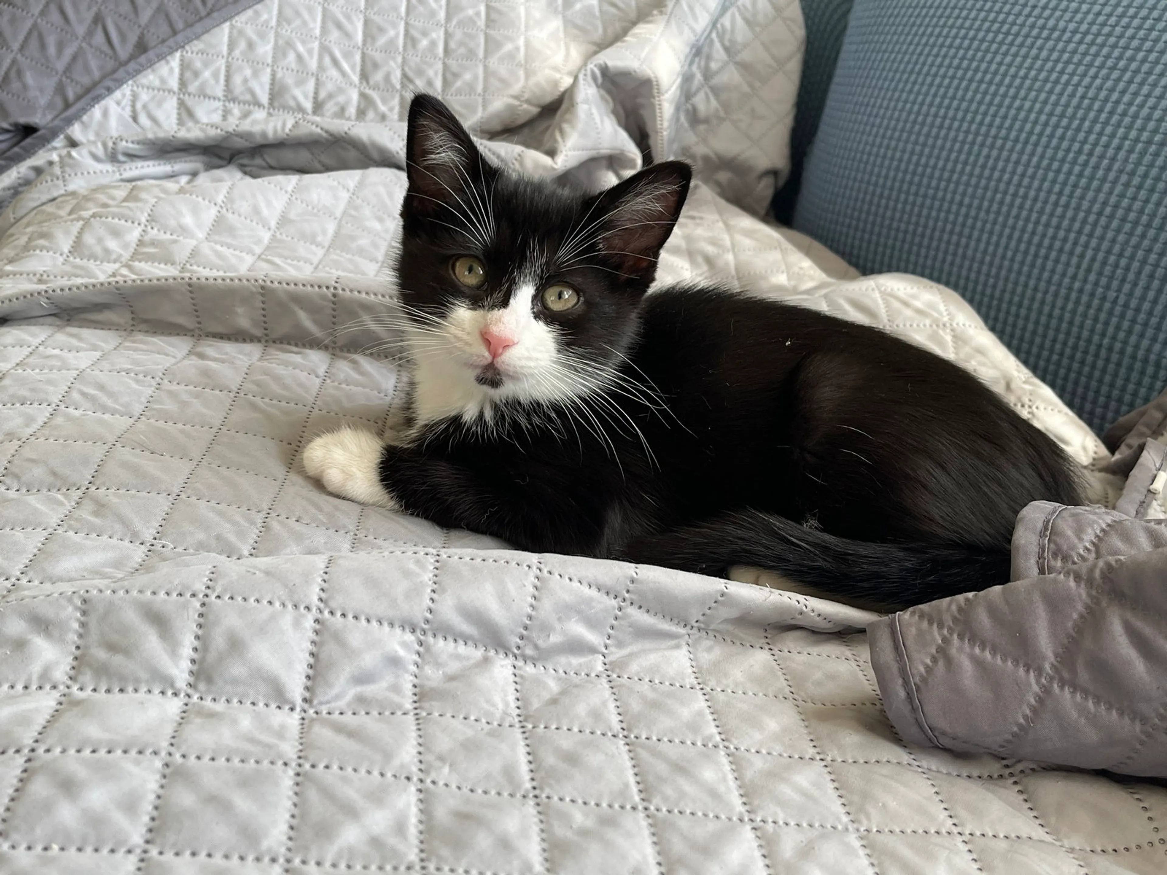 Found pet-2