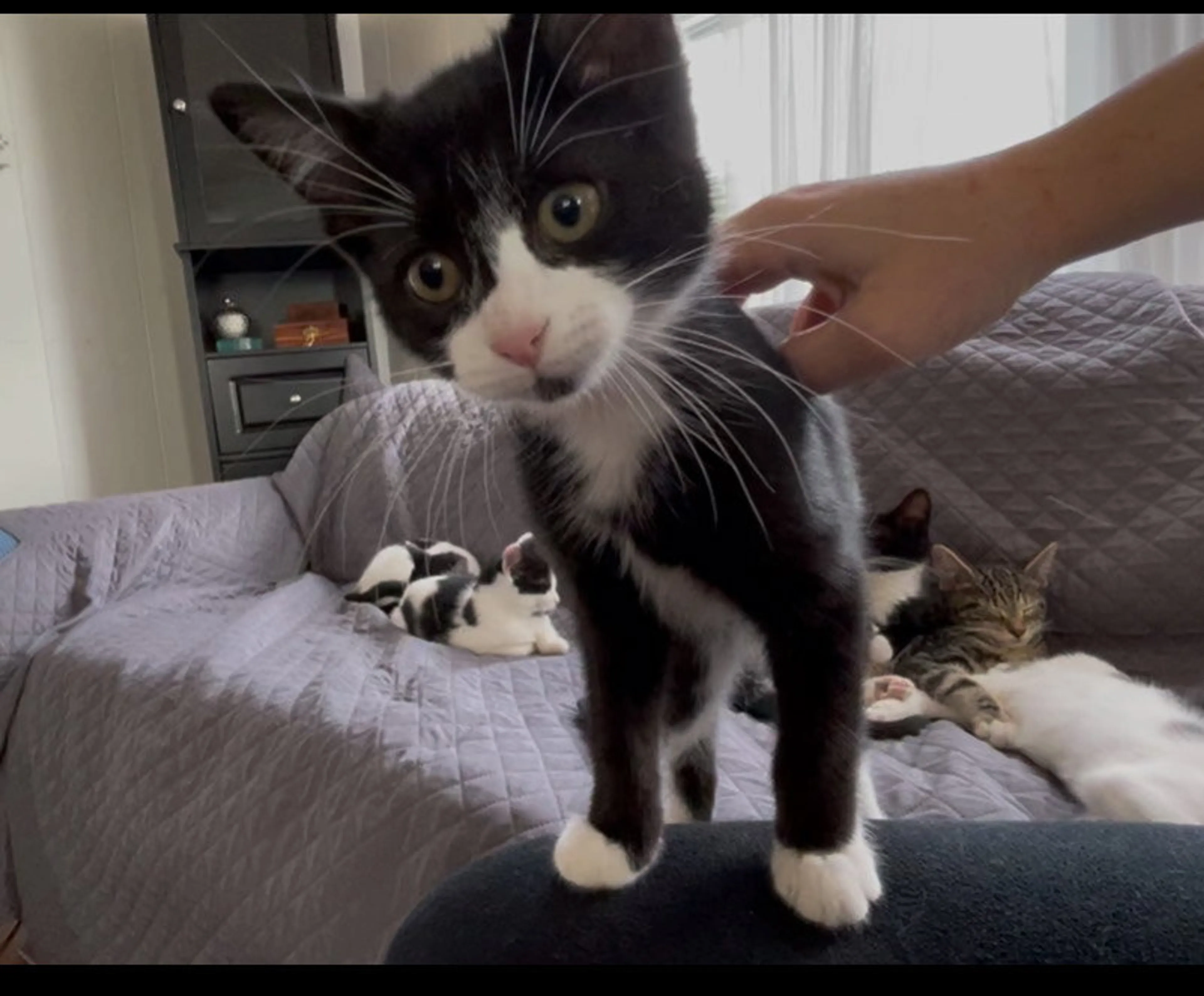 Found pet-3