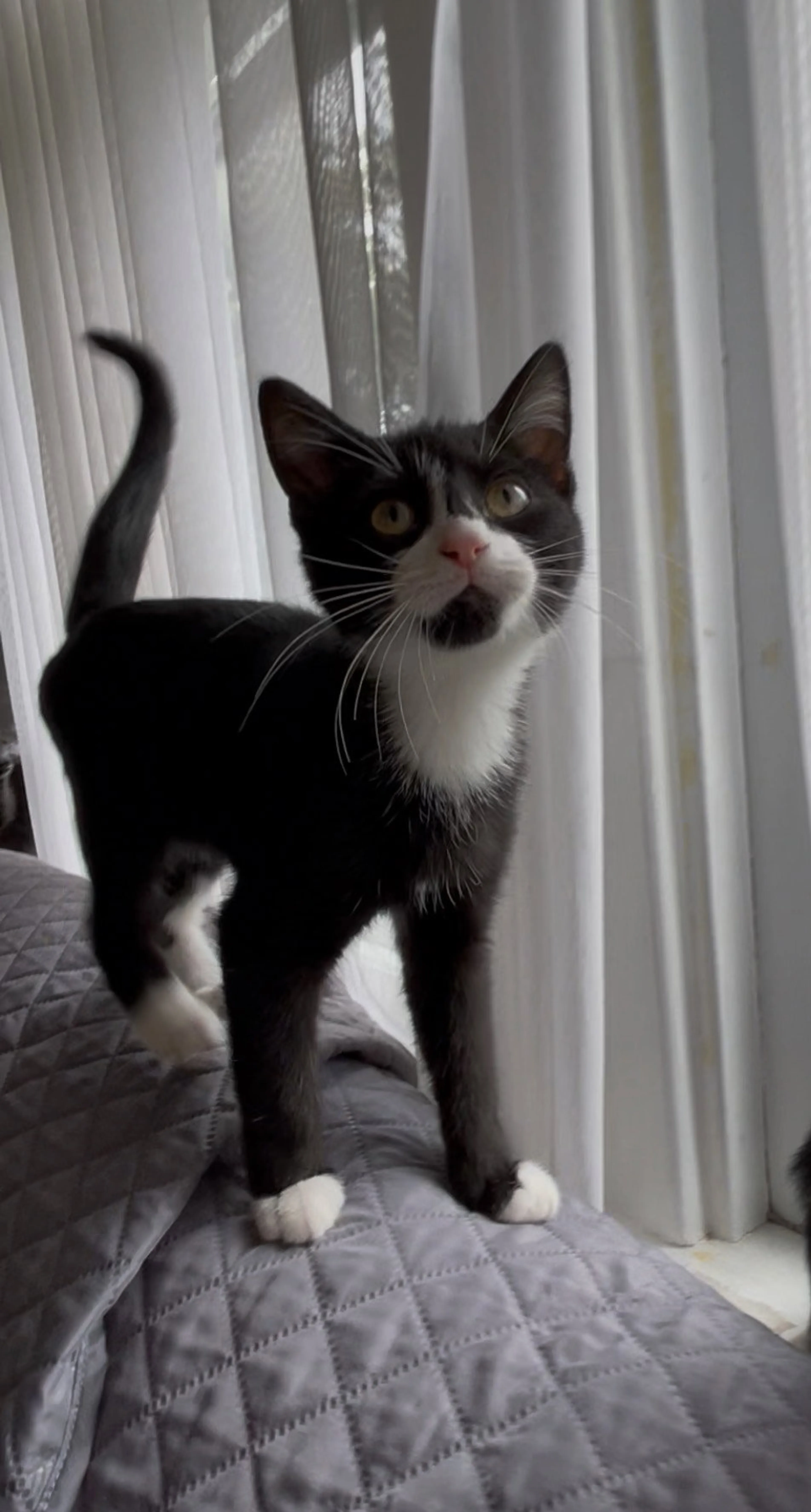 Found pet-2