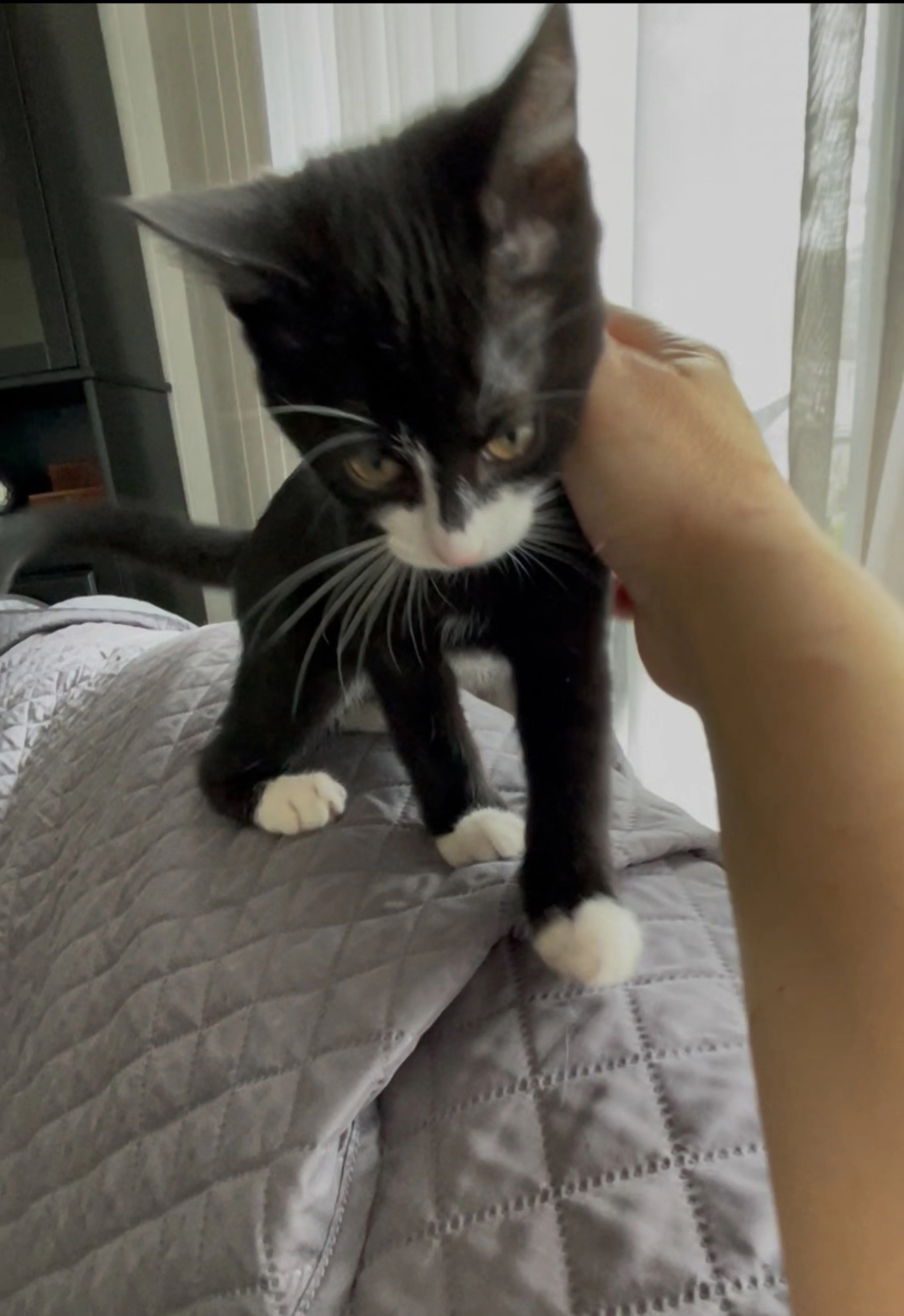 Found pet-4