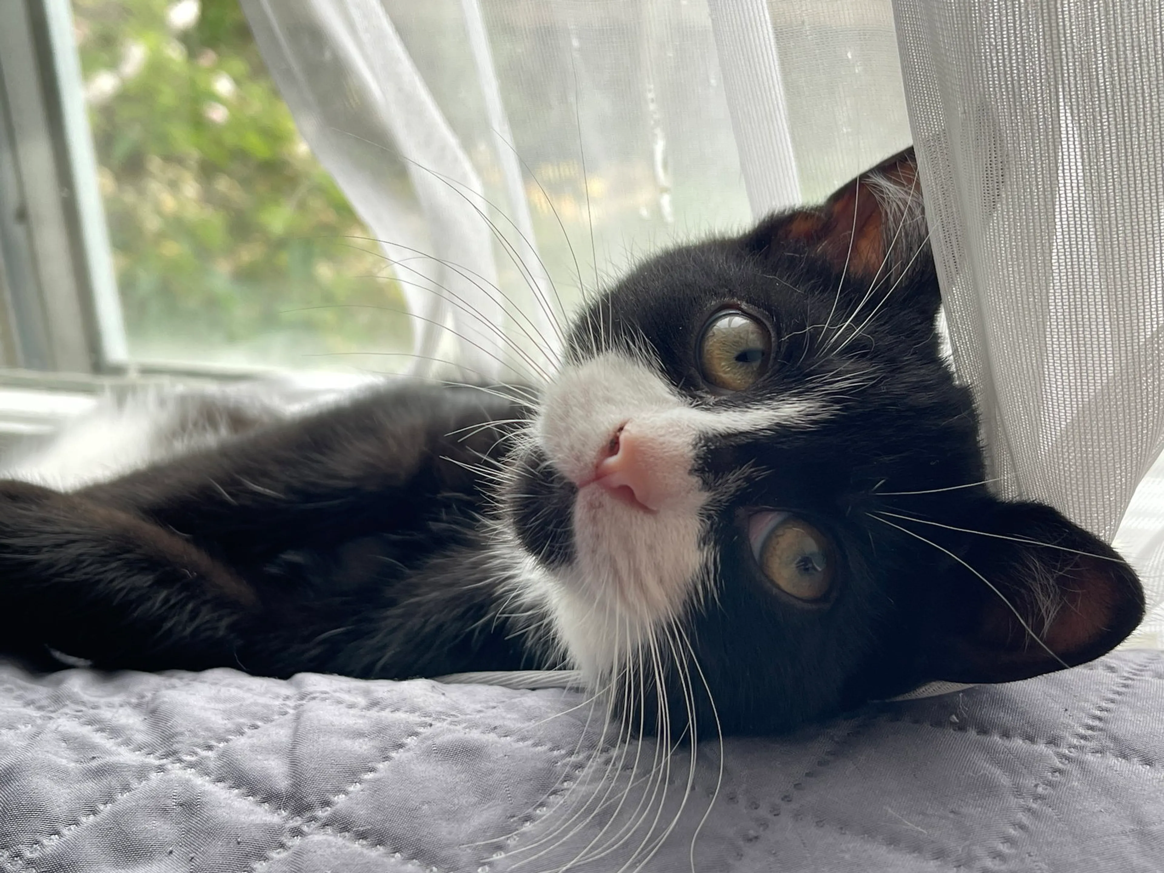Found pet-1