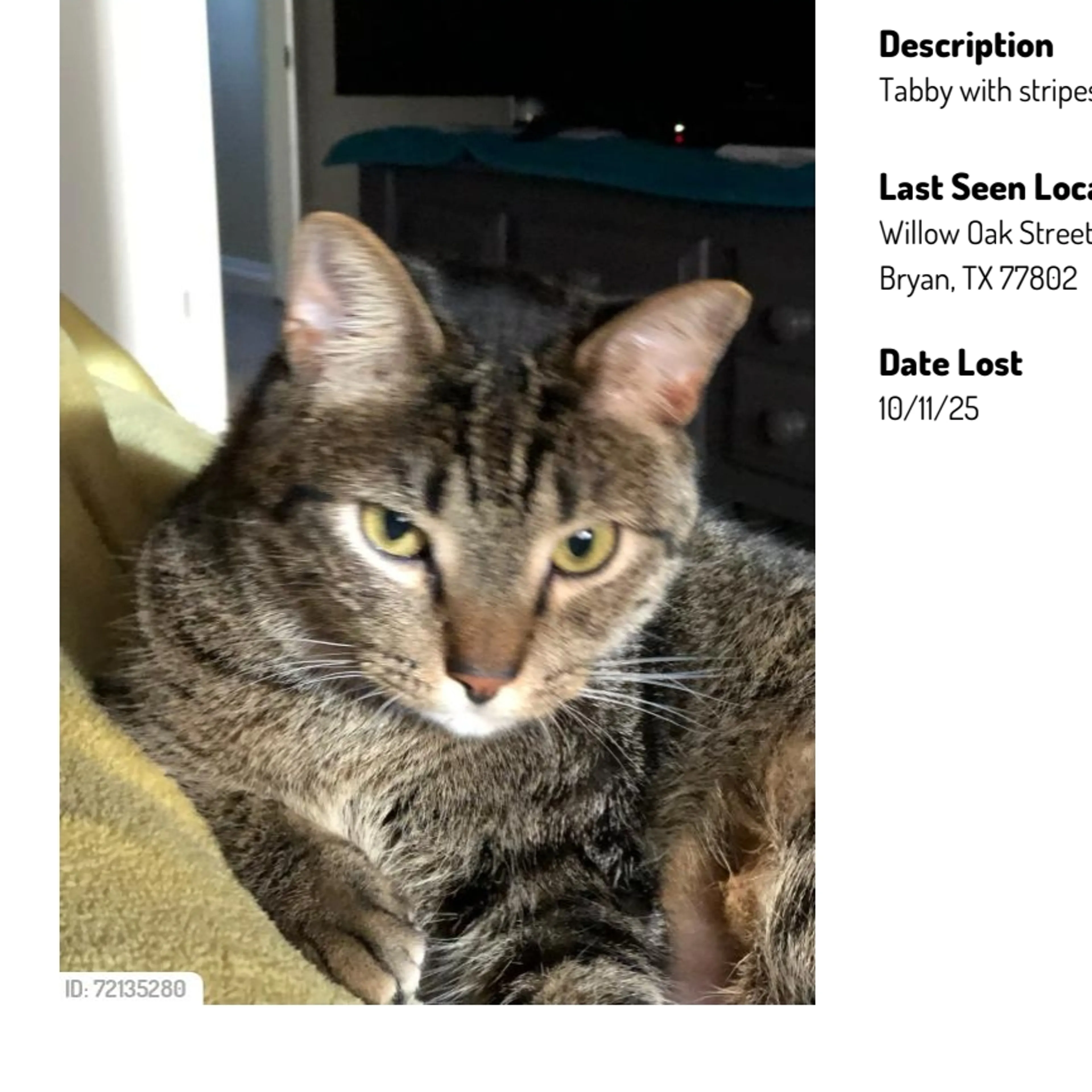 Lost pet-2