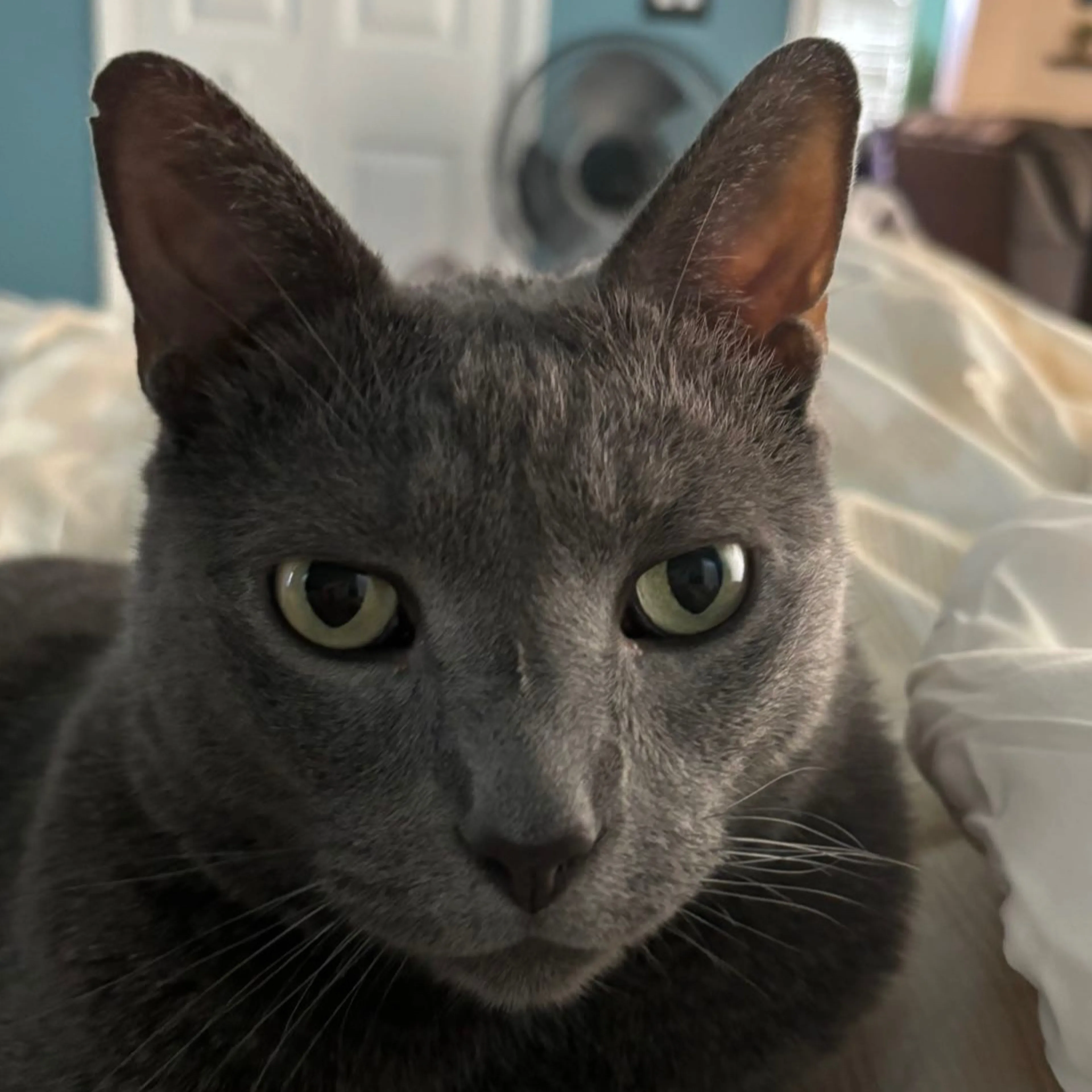 Lost pet-2