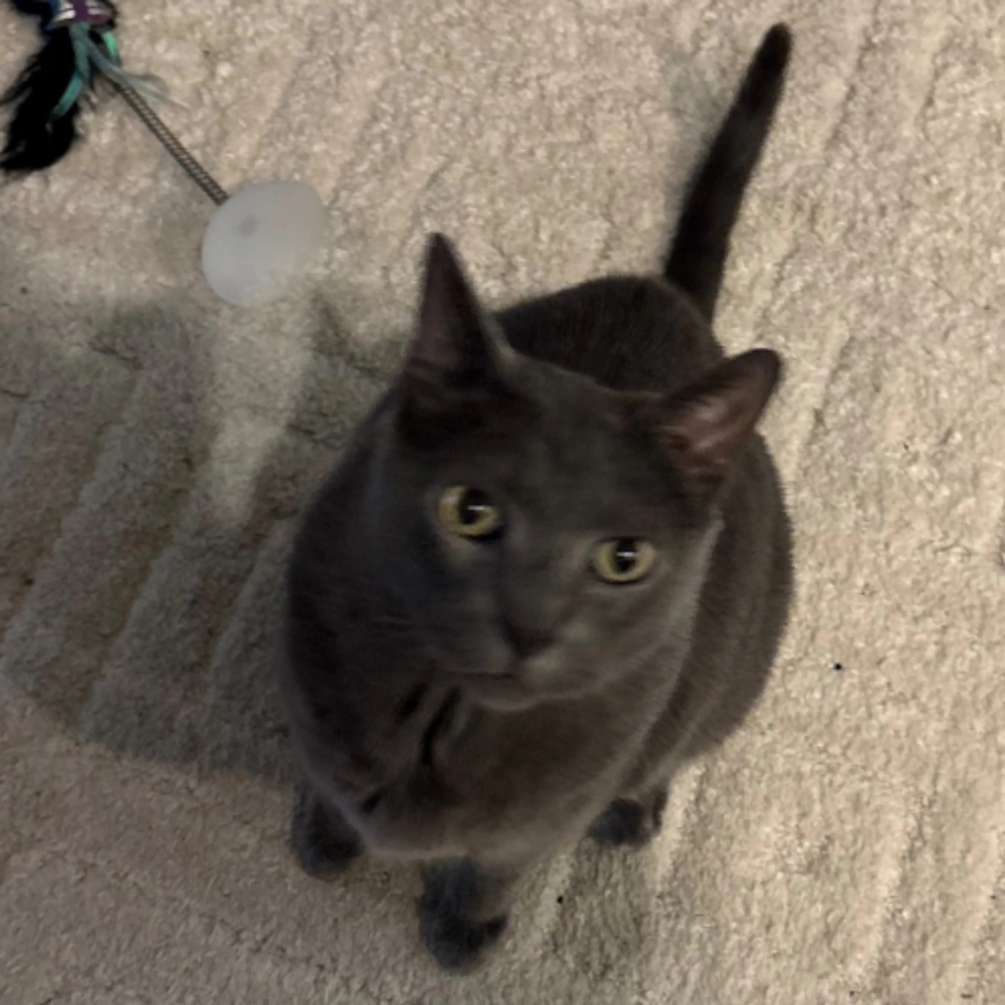 Lost pet-0