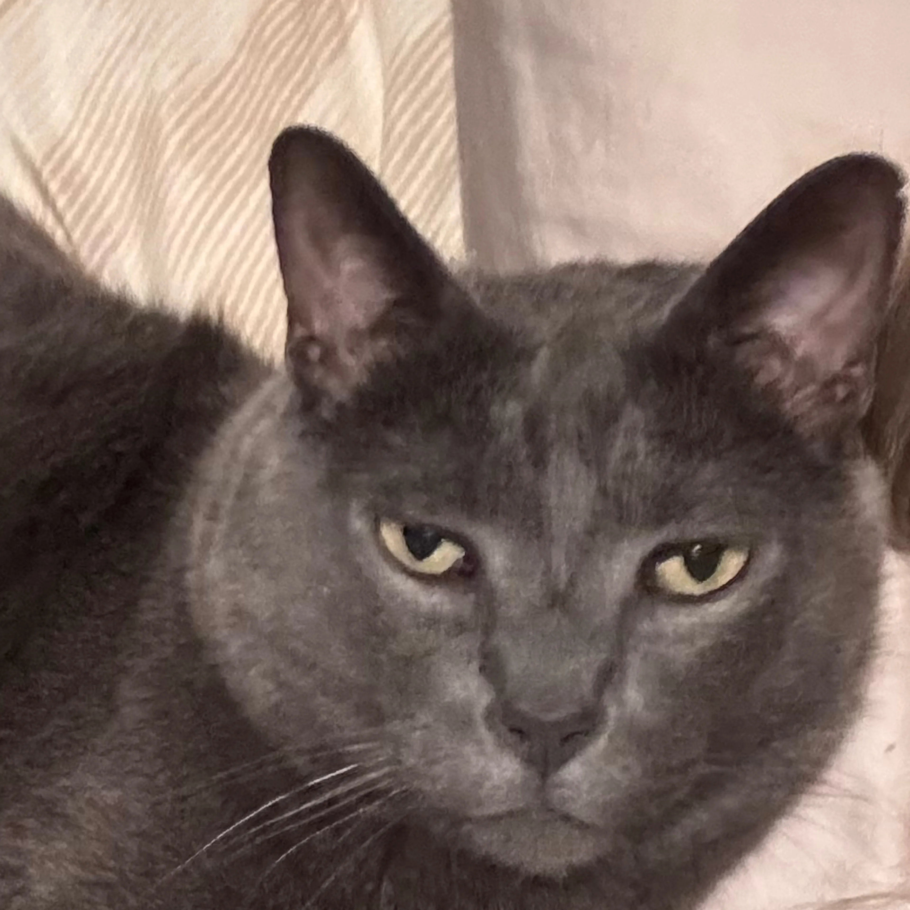 Lost pet-3