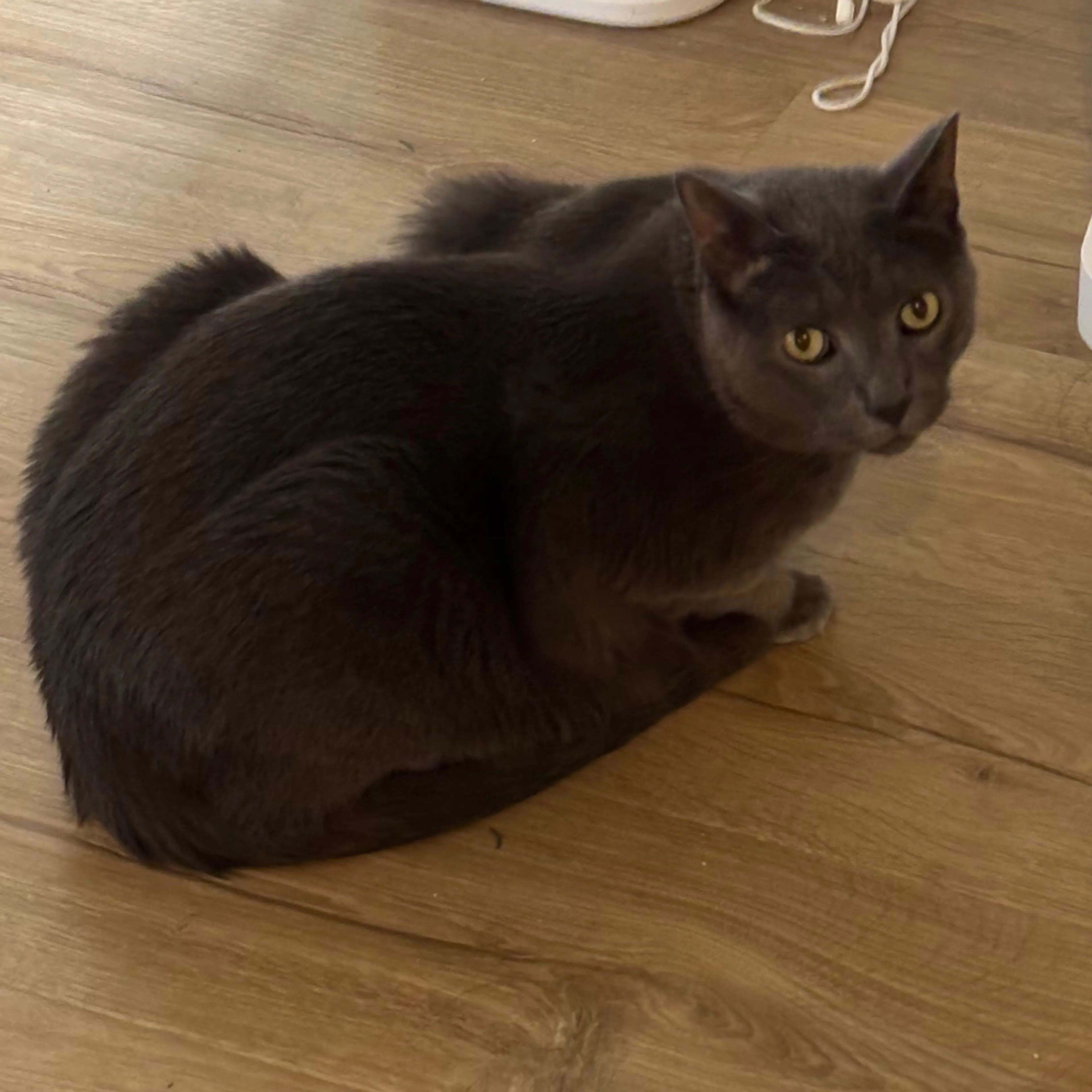 Lost pet-1