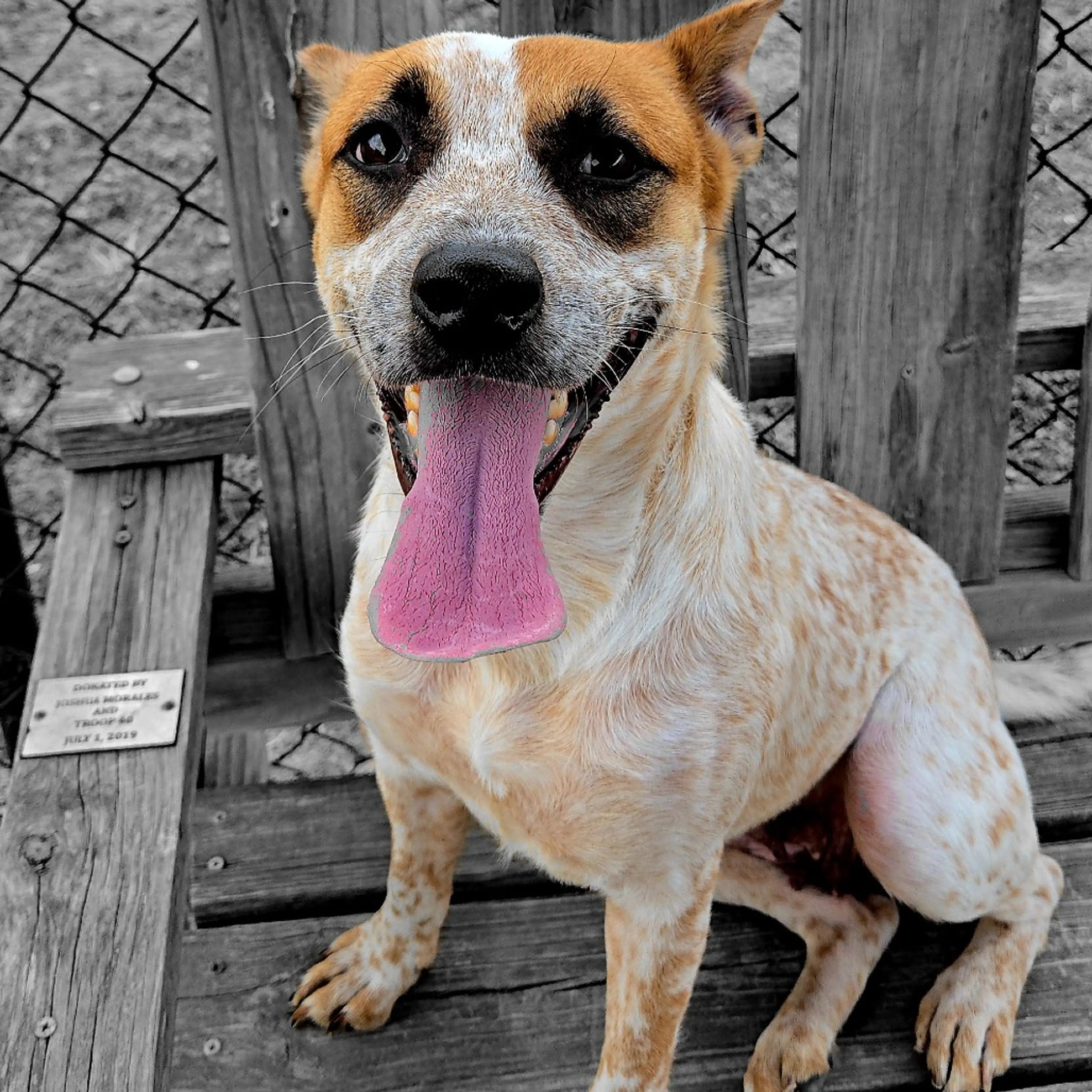 Found pet-3