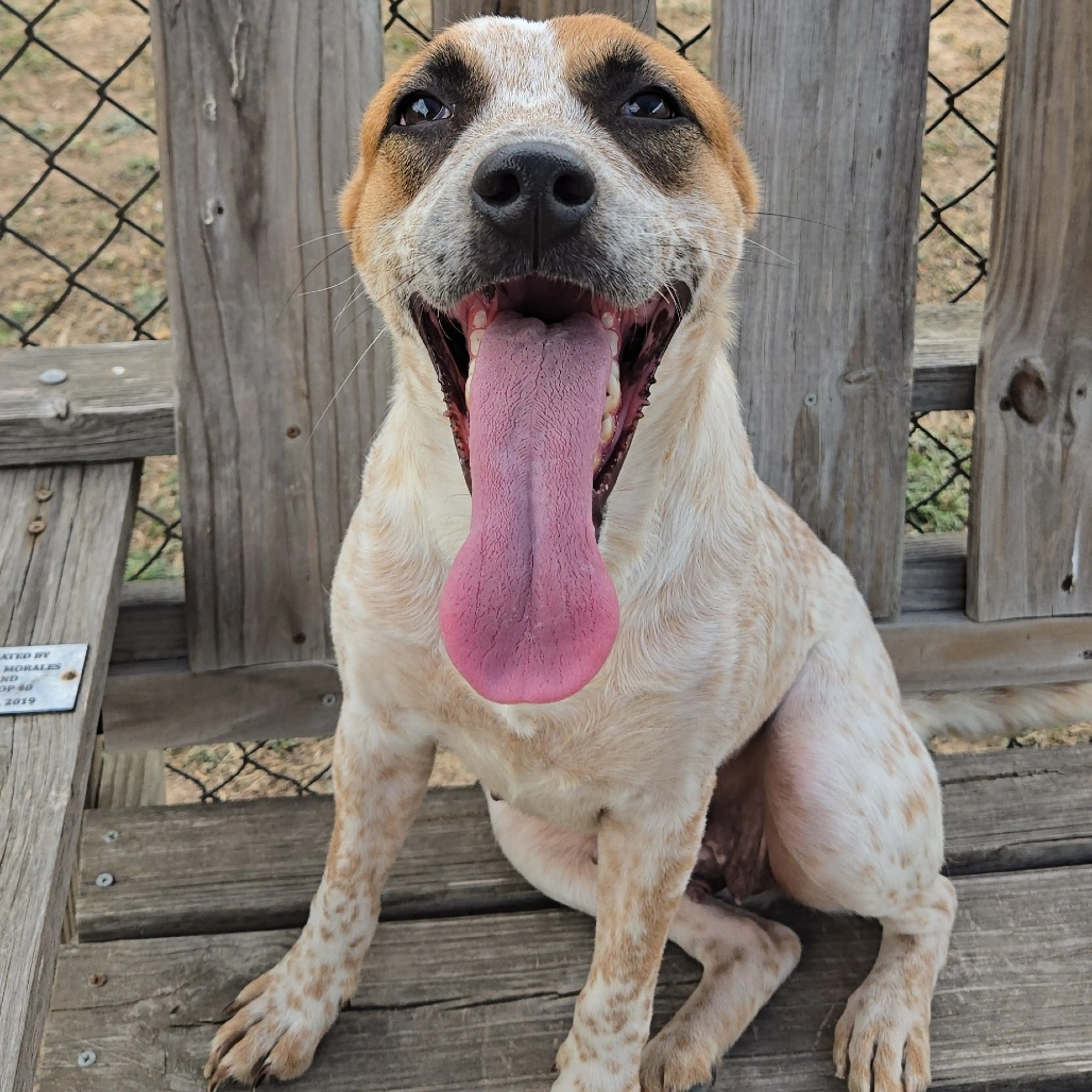 Found pet-4
