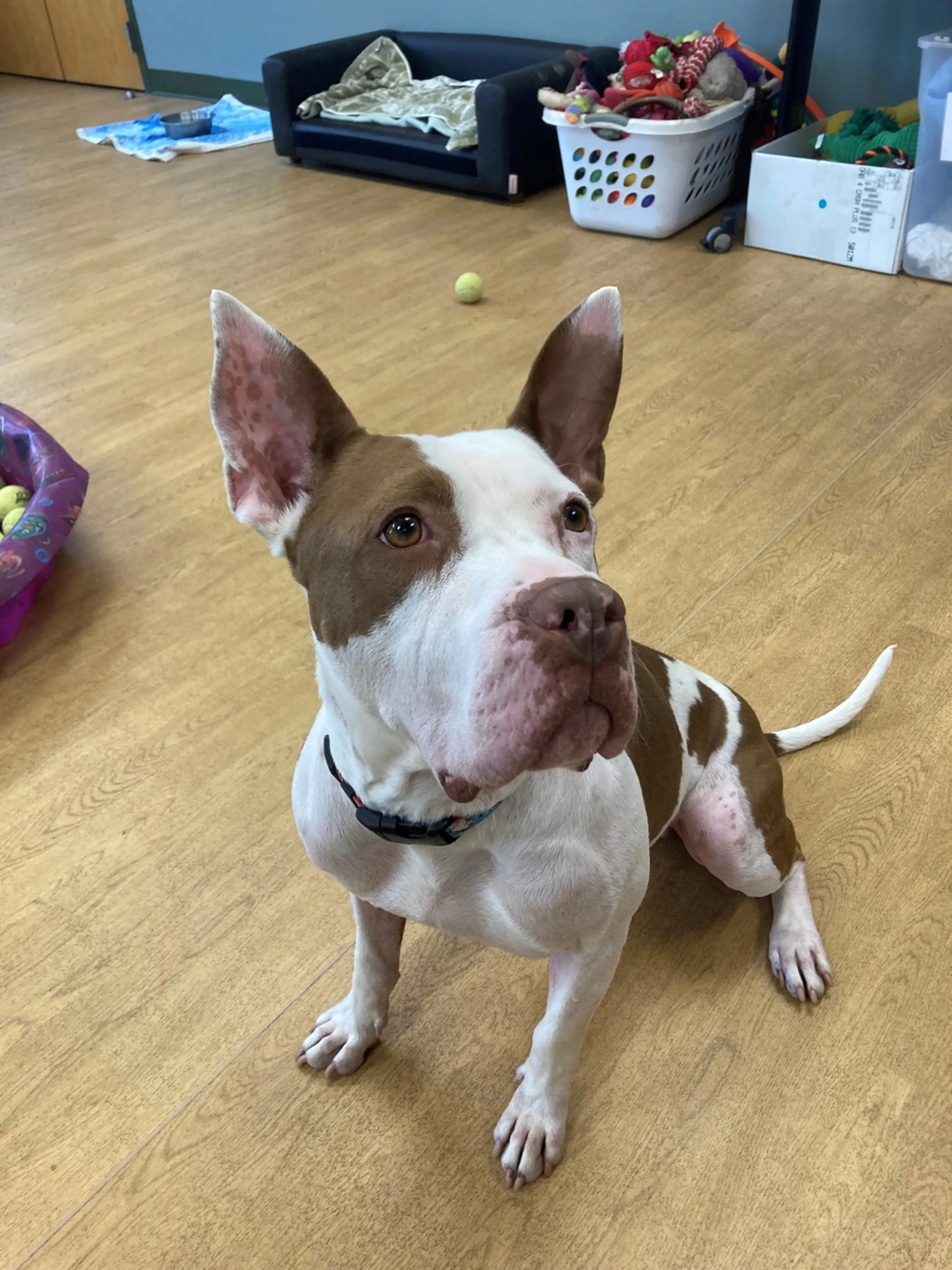 Found pet-2