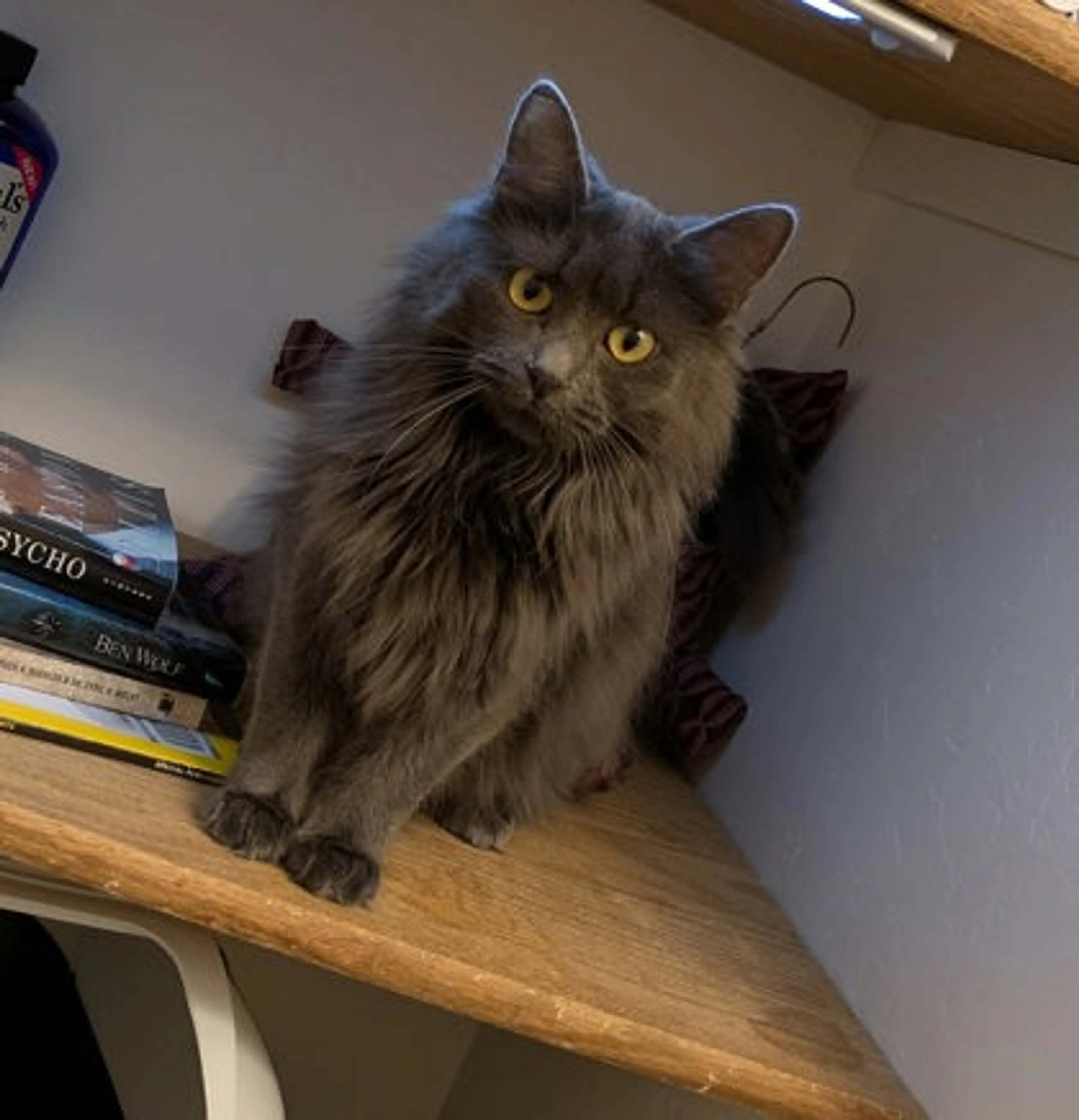 Found pet-0