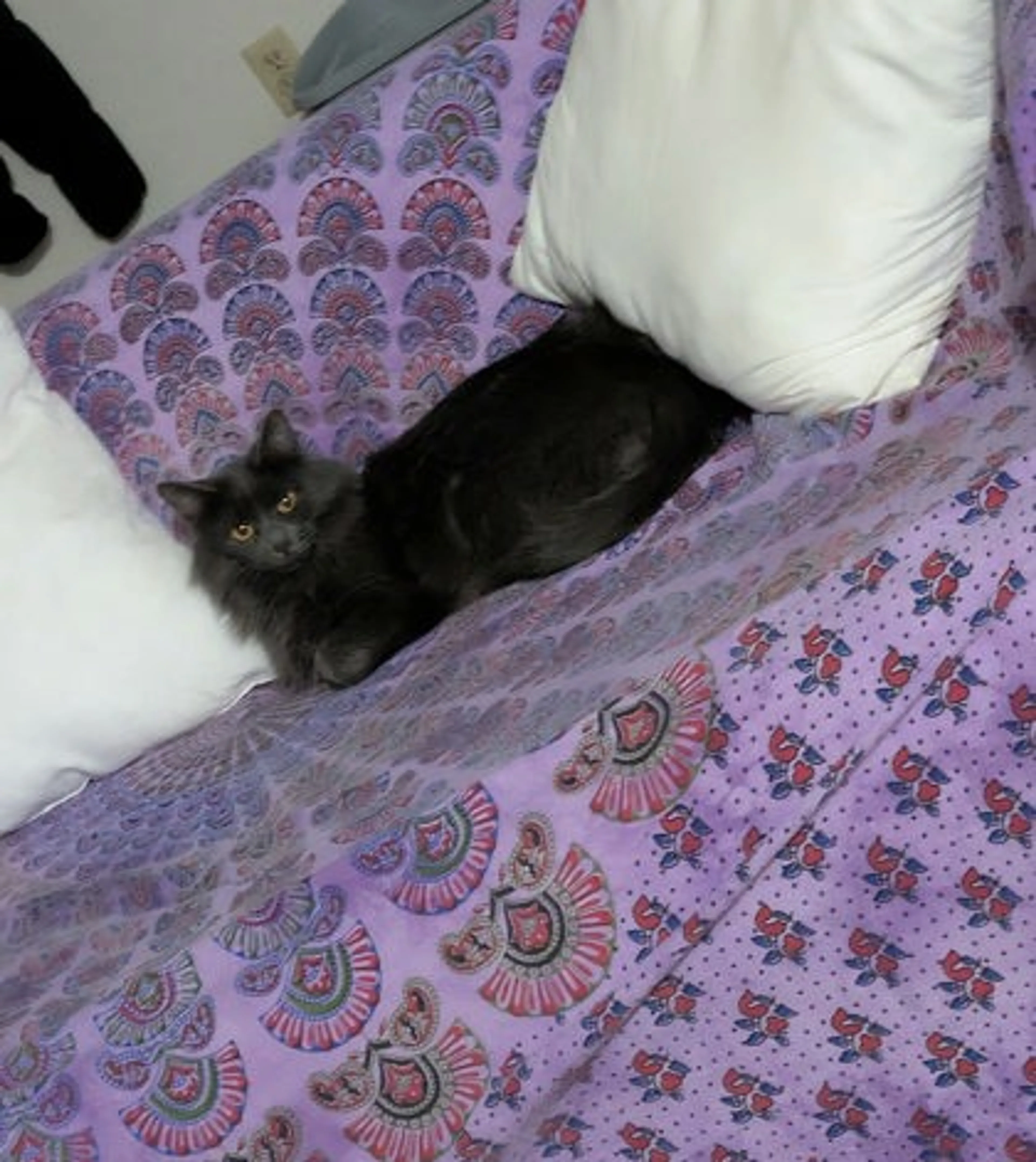 Found pet-1