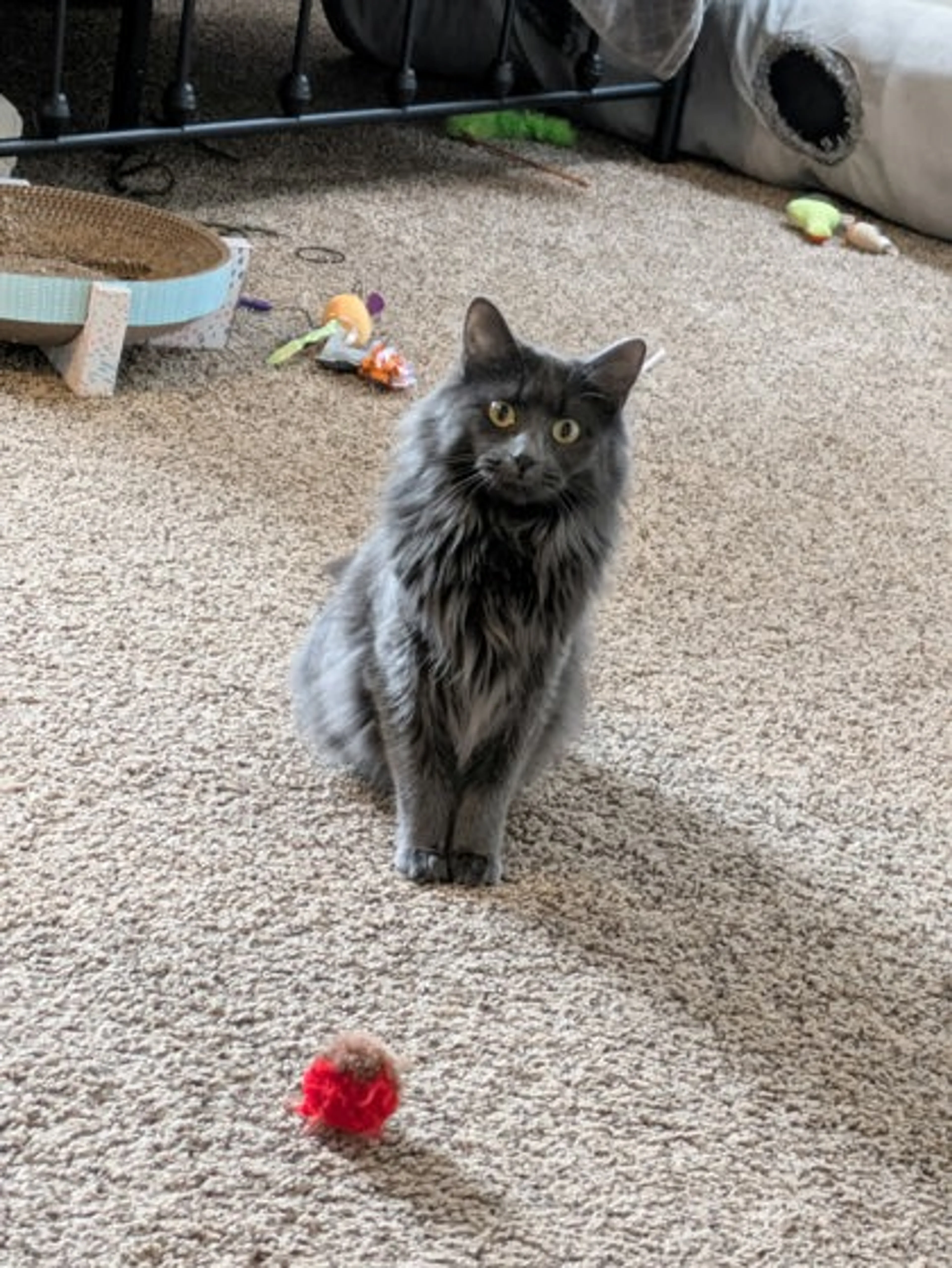 Found pet-2