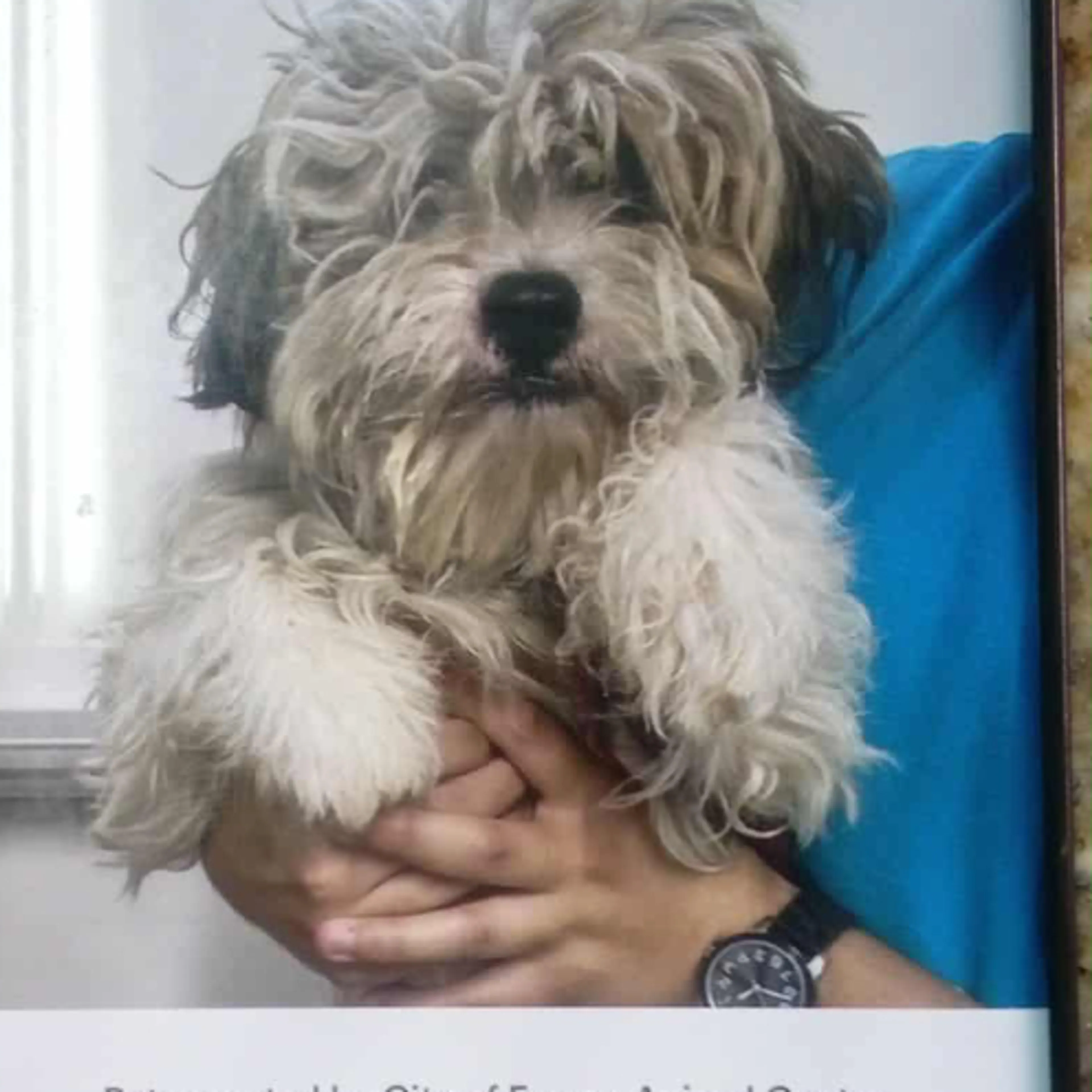 Lost pet-1