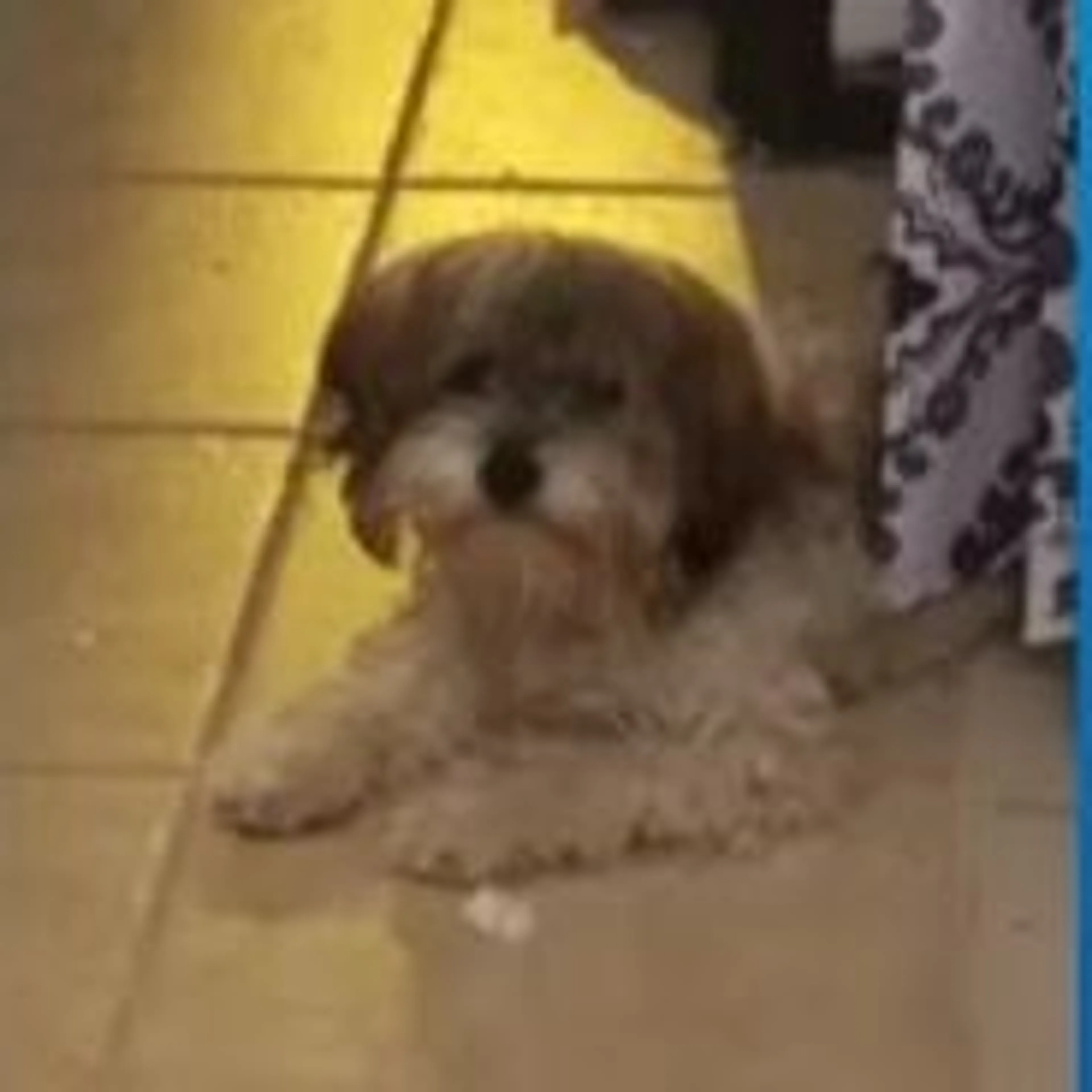Lost pet-0