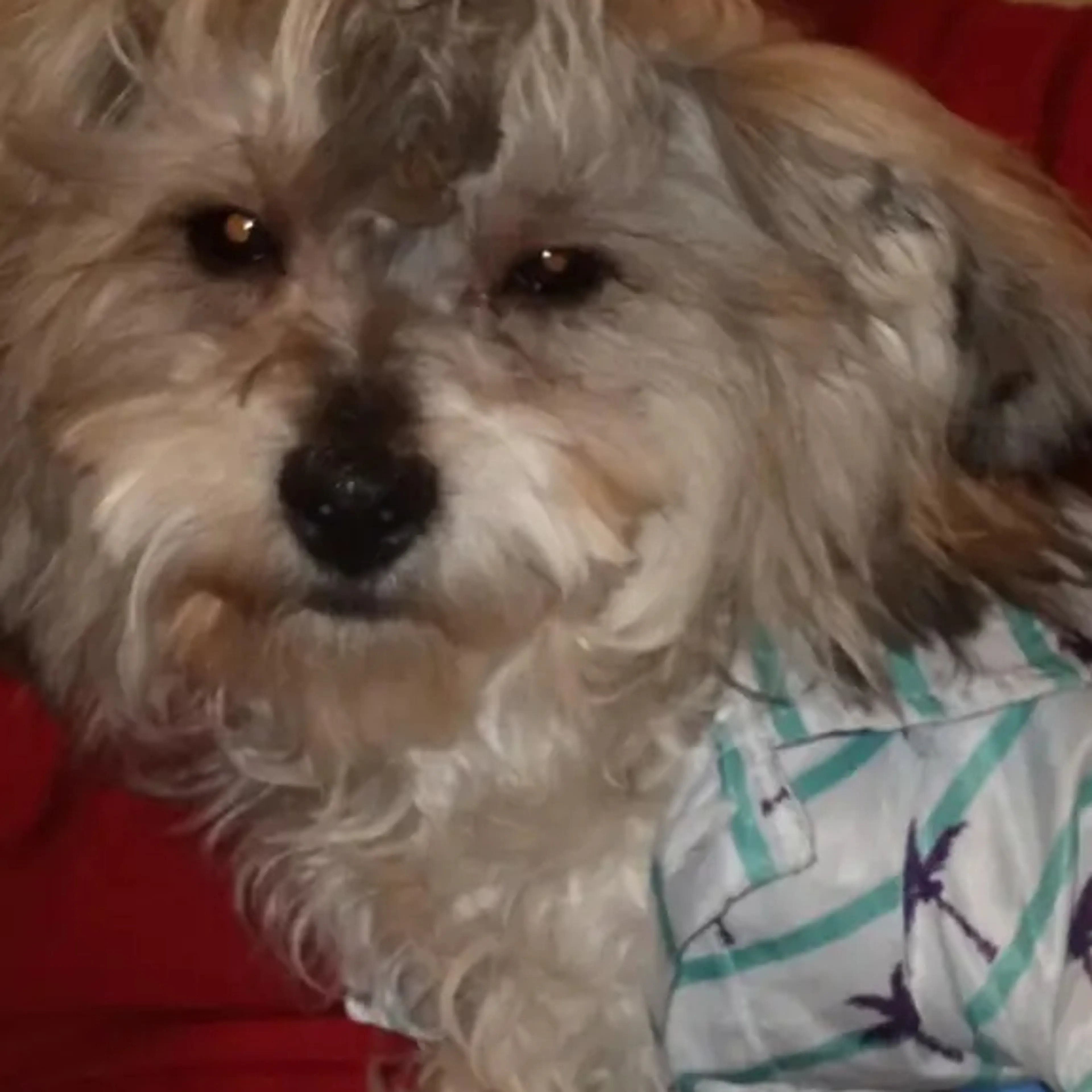 Lost pet-2