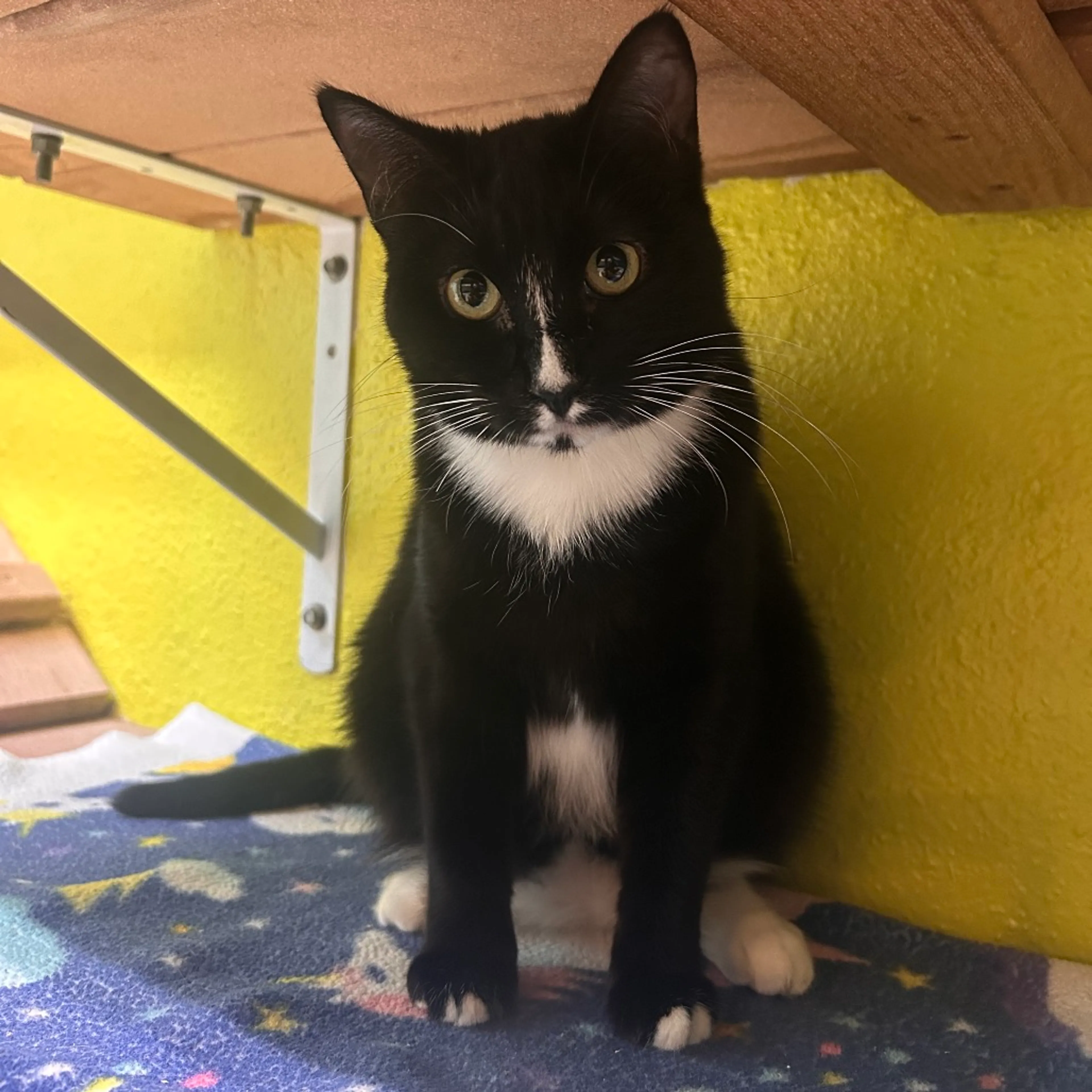 Found pet-4