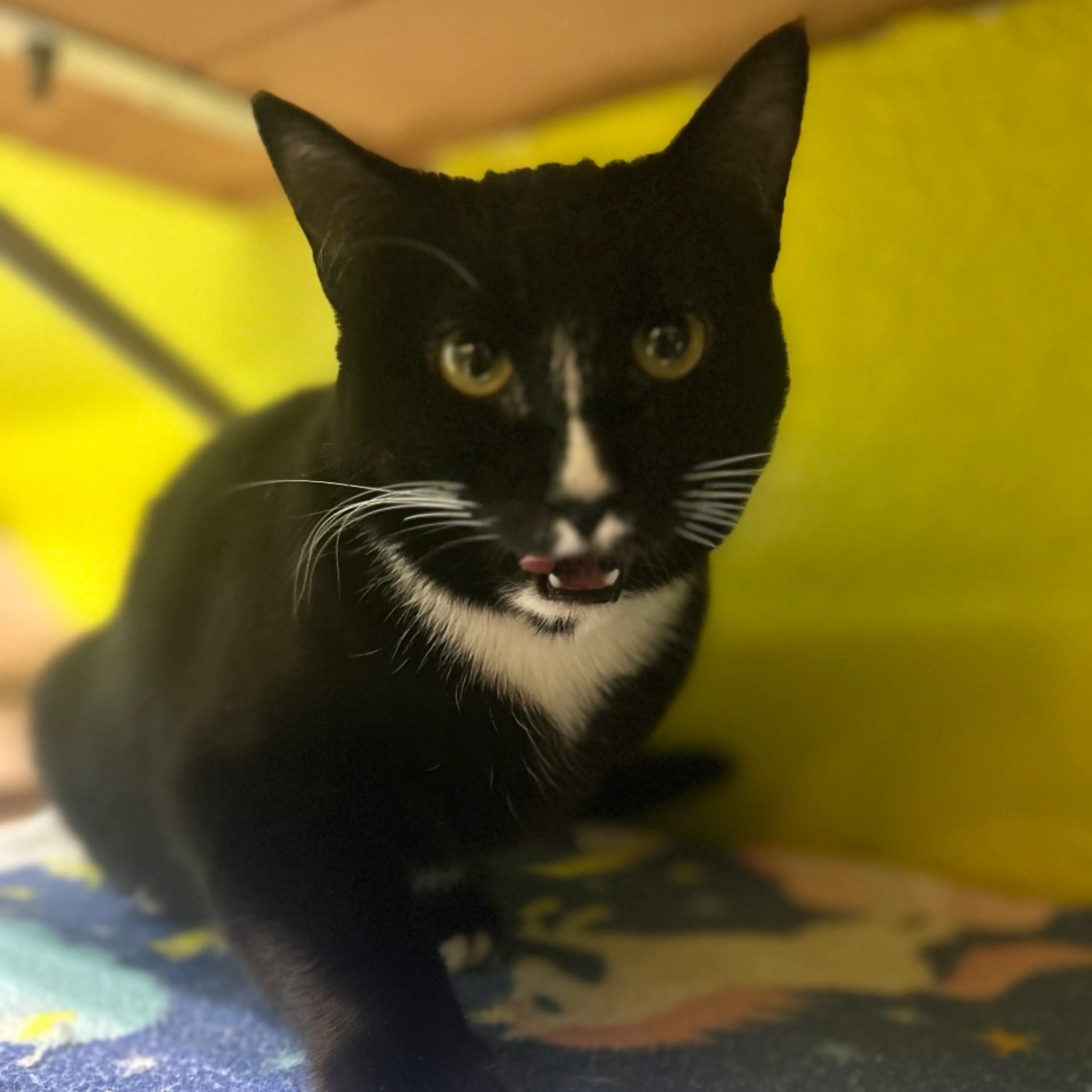 Found pet-1