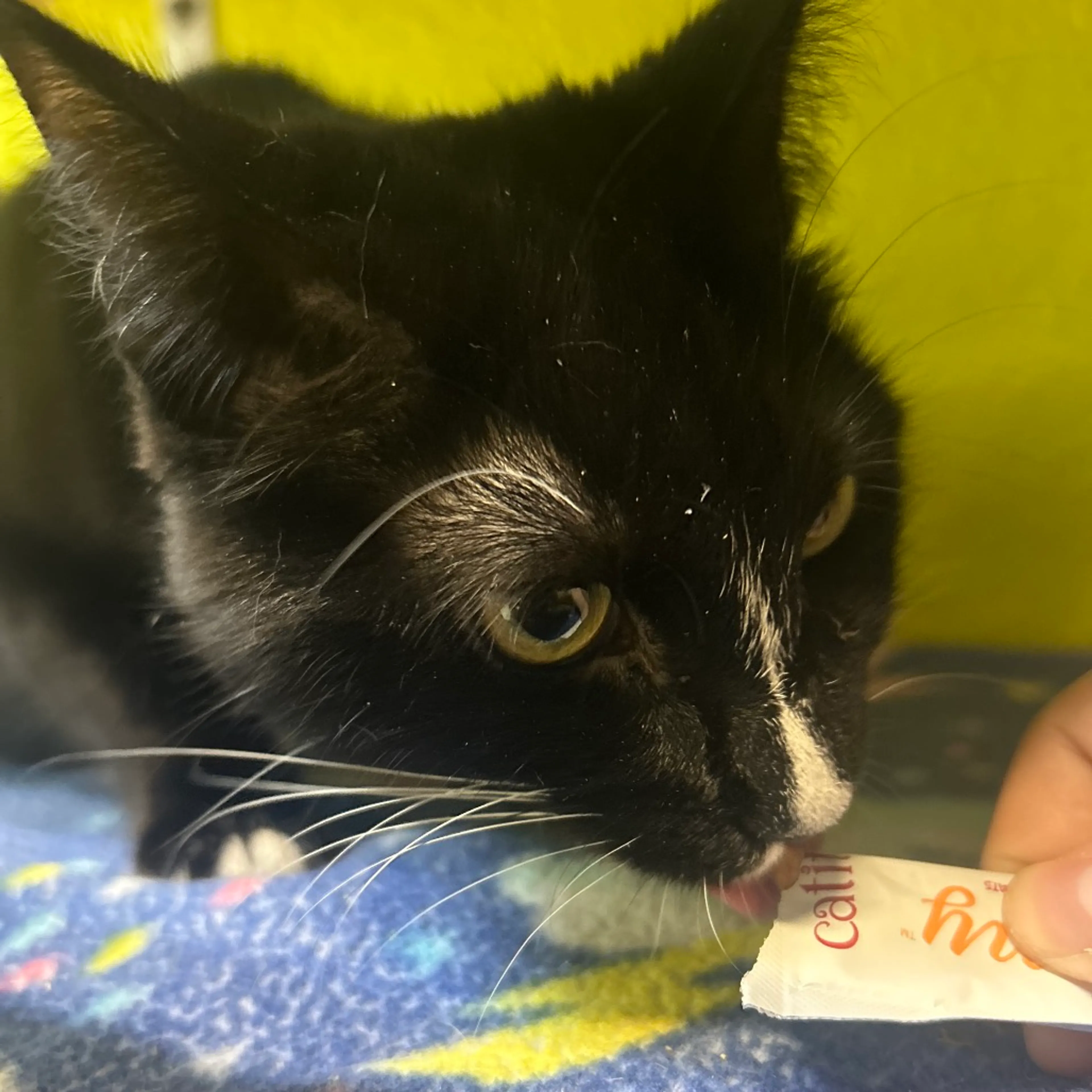 Found pet-2