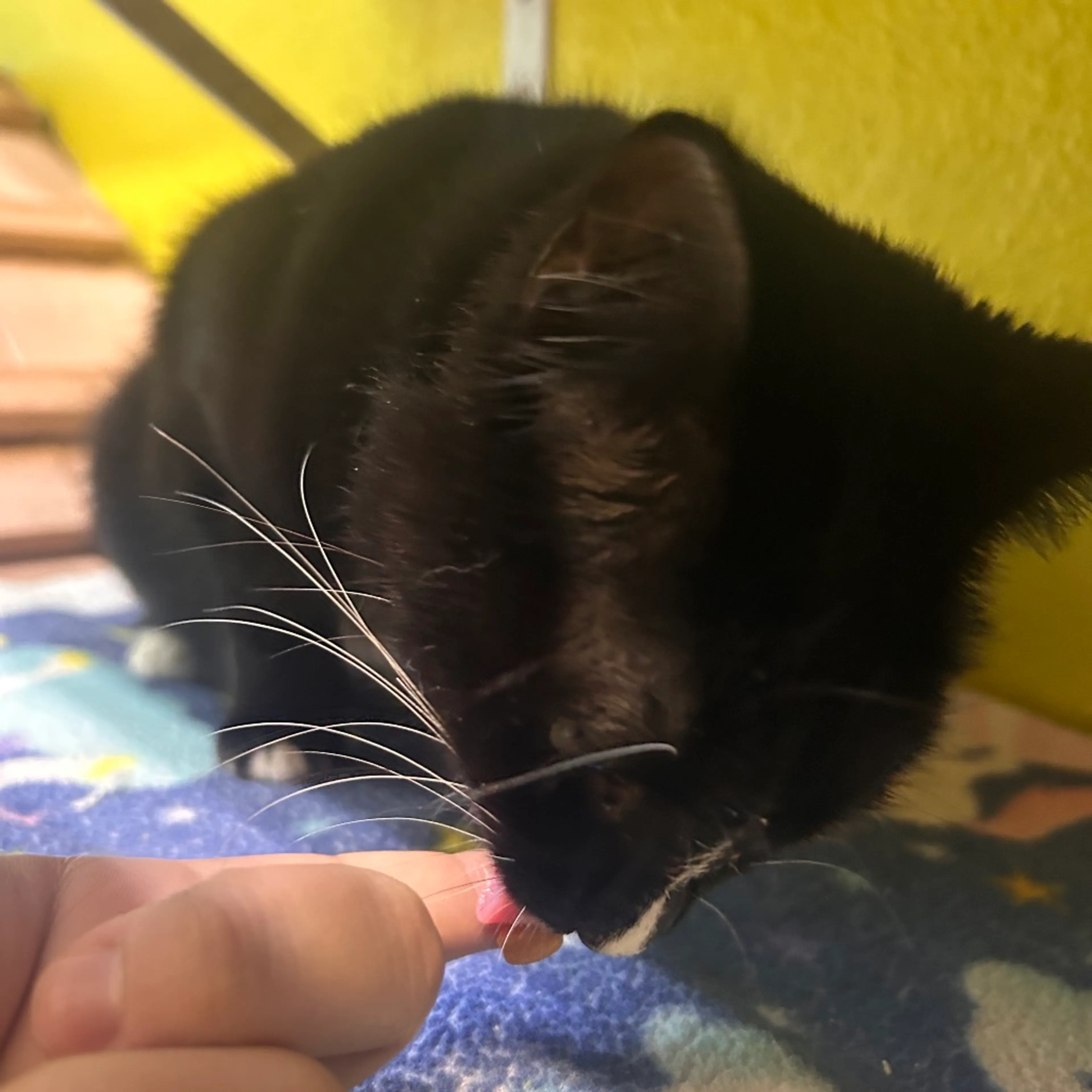 Found pet-3